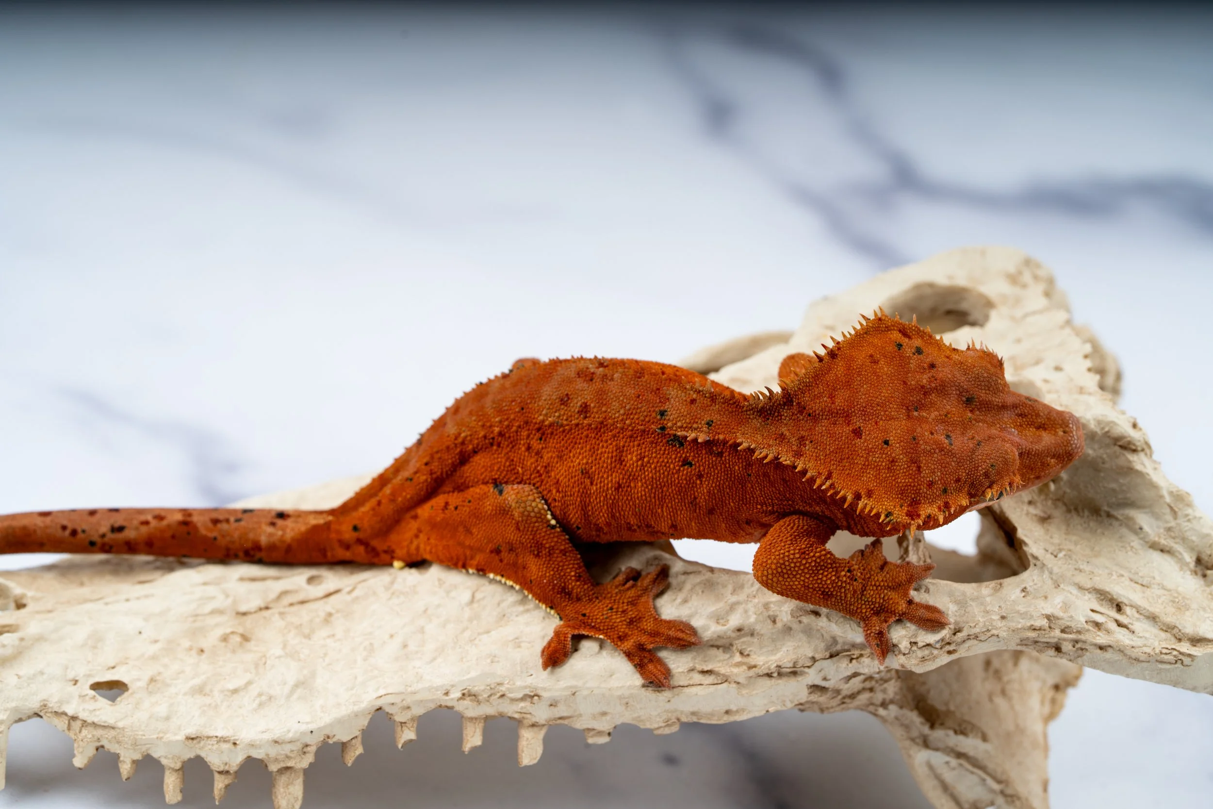 23-DR-LC-11-3  Confetti Superdalmatian  44G  $479