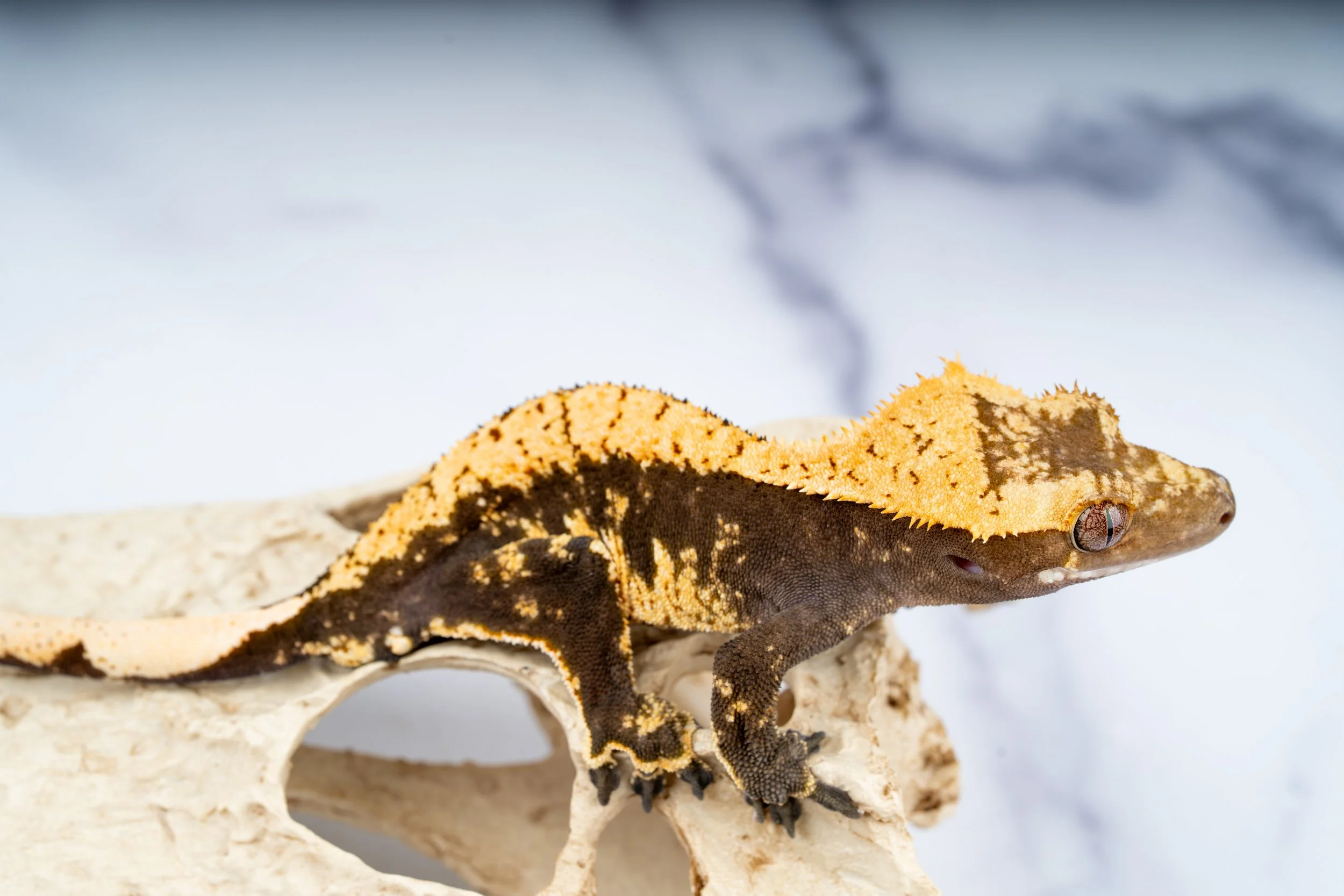 24-FL-PP-5-30  29G  HARLEQUIN  $99