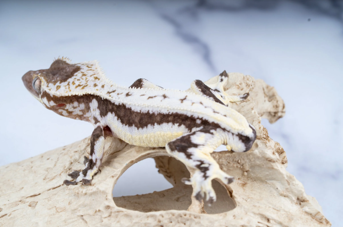 Screenshot 2026-03-30 083736.png