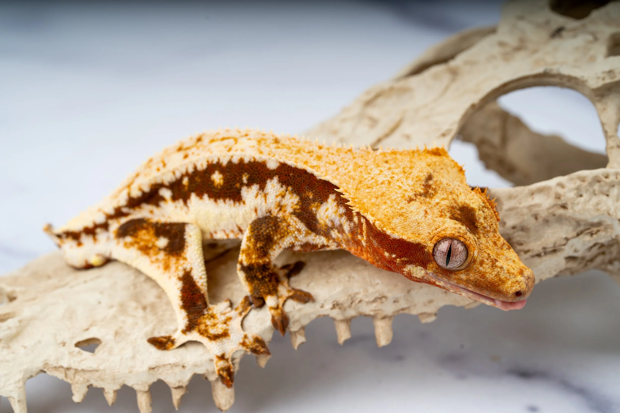 24-MB-LW-9-2   LILLY WHITE  26G  $389