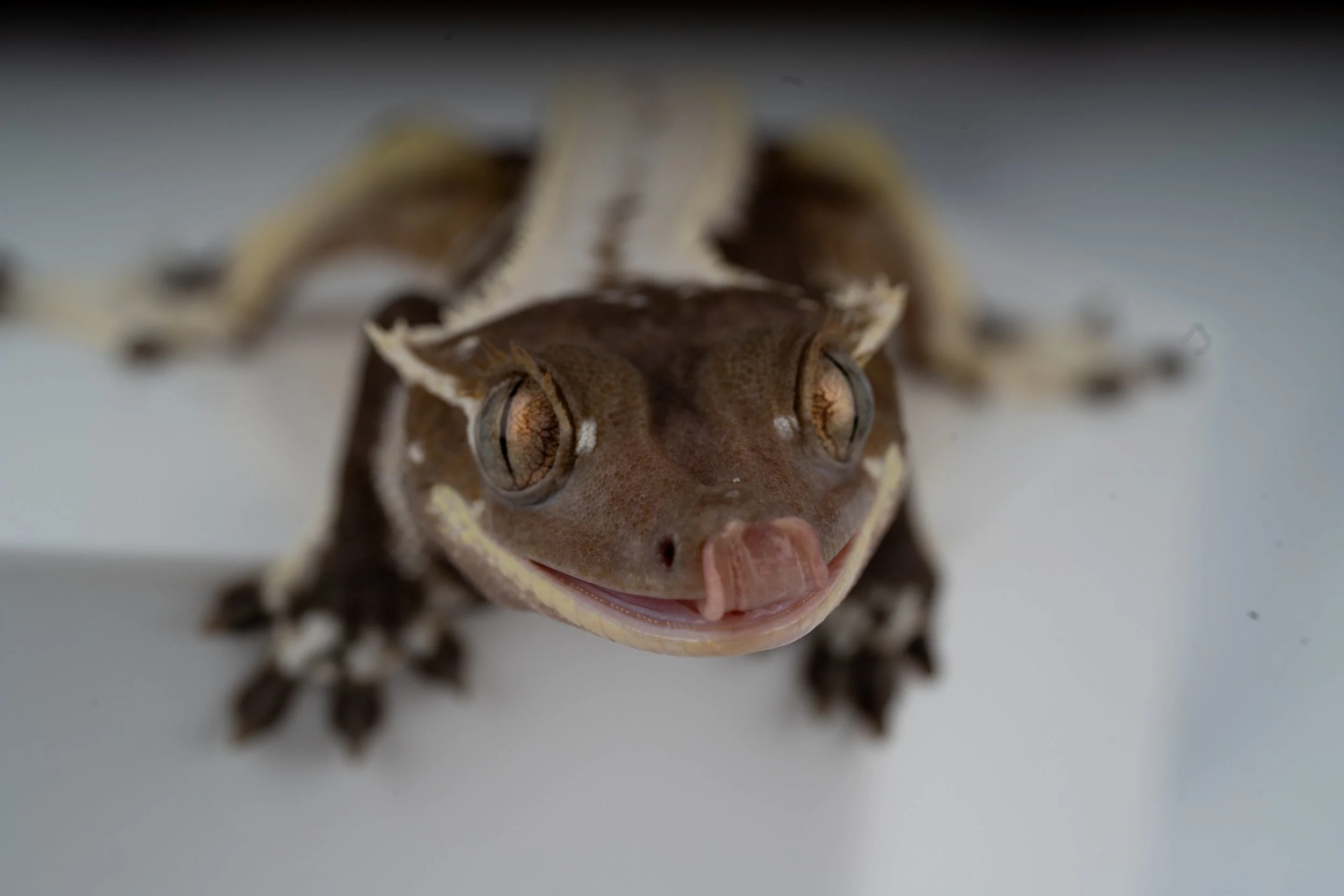 #21 POSSIBLE SOFTSCALE AXANTHIC LILLY WHITE Female 27 Grams