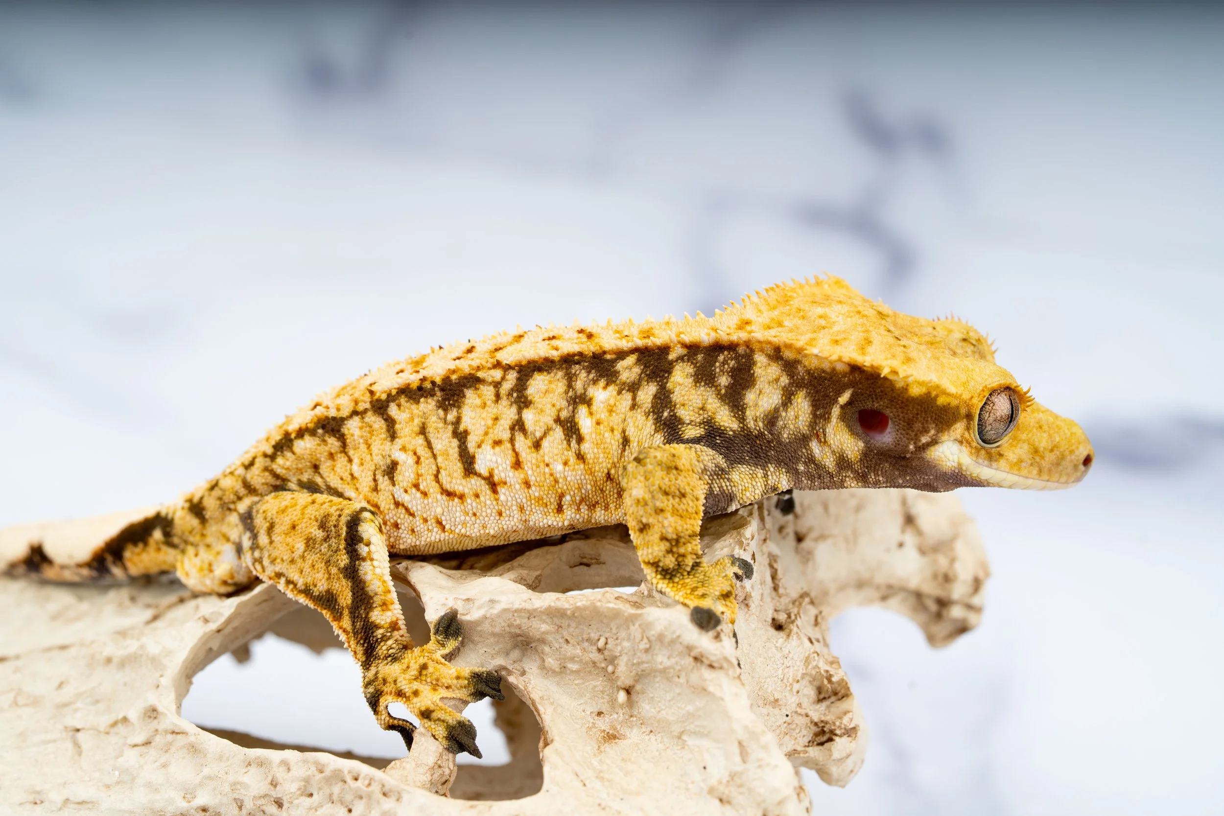 24-FL-TR-5-4  38G  EXTREME HARLEQUIN  $299