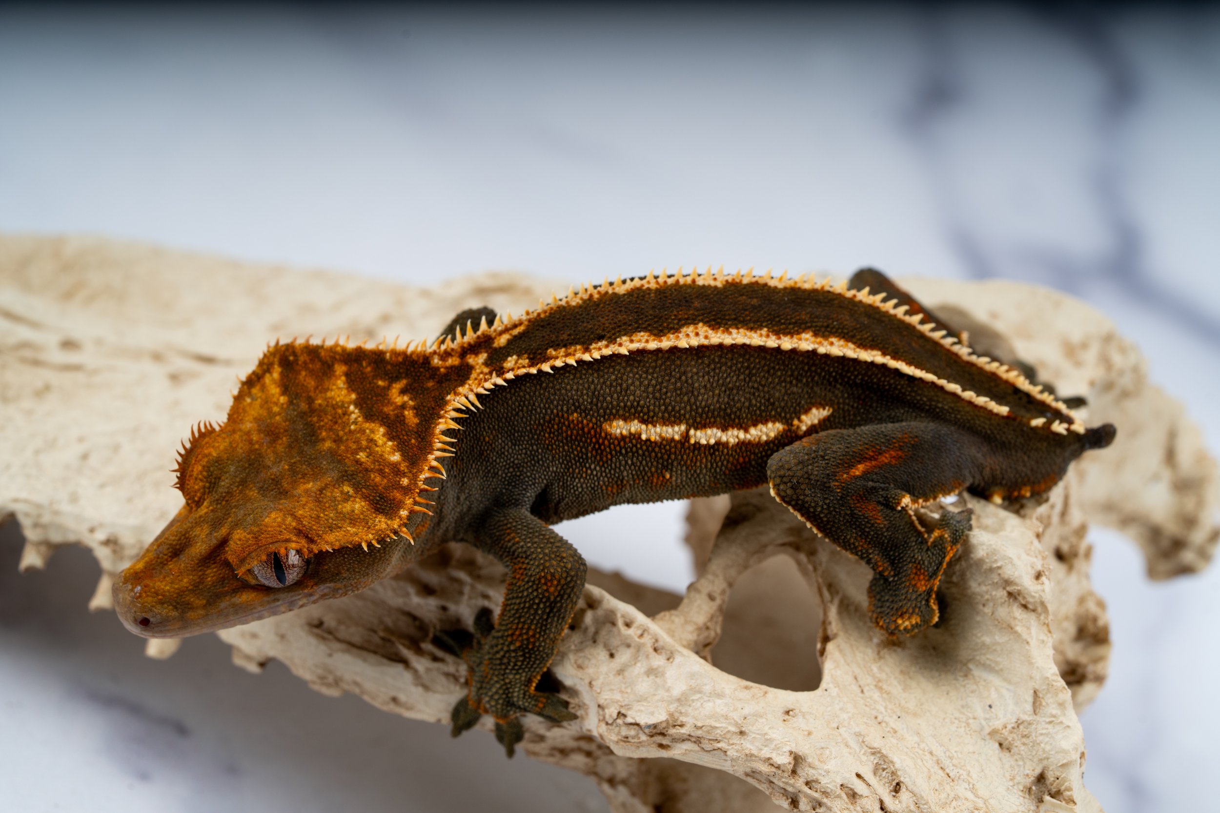 24-EB3-FE-6-25   28G  SOFTSCALE SUPER EMPTYBACK  $519