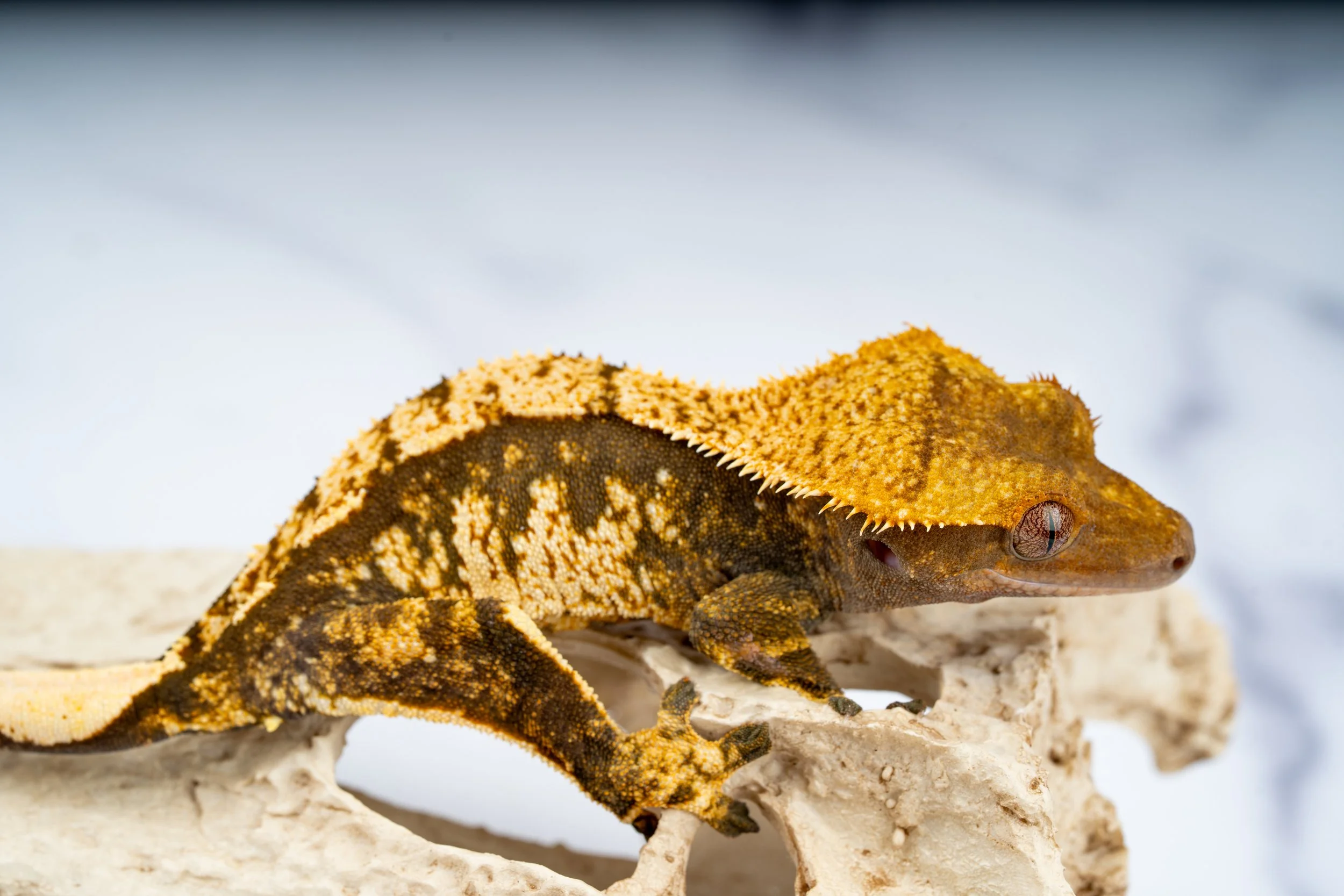 24-J7-SP-3-4  33G HARLEQUIN  $139