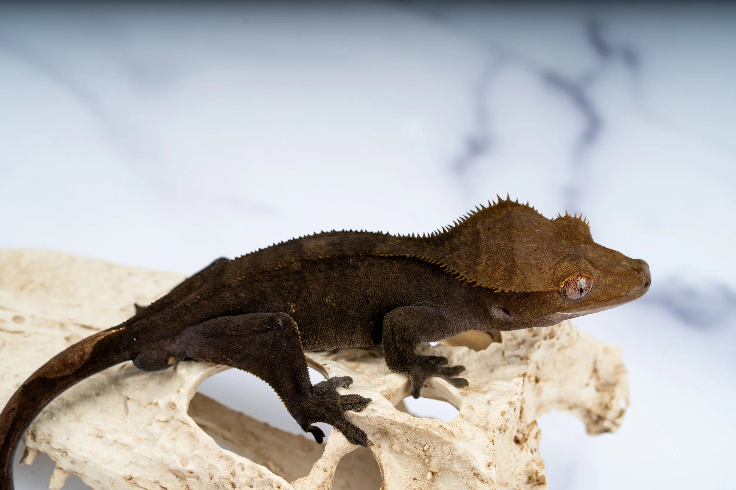 24-CC-XX-4-20   36G  CHARCOAL  $399