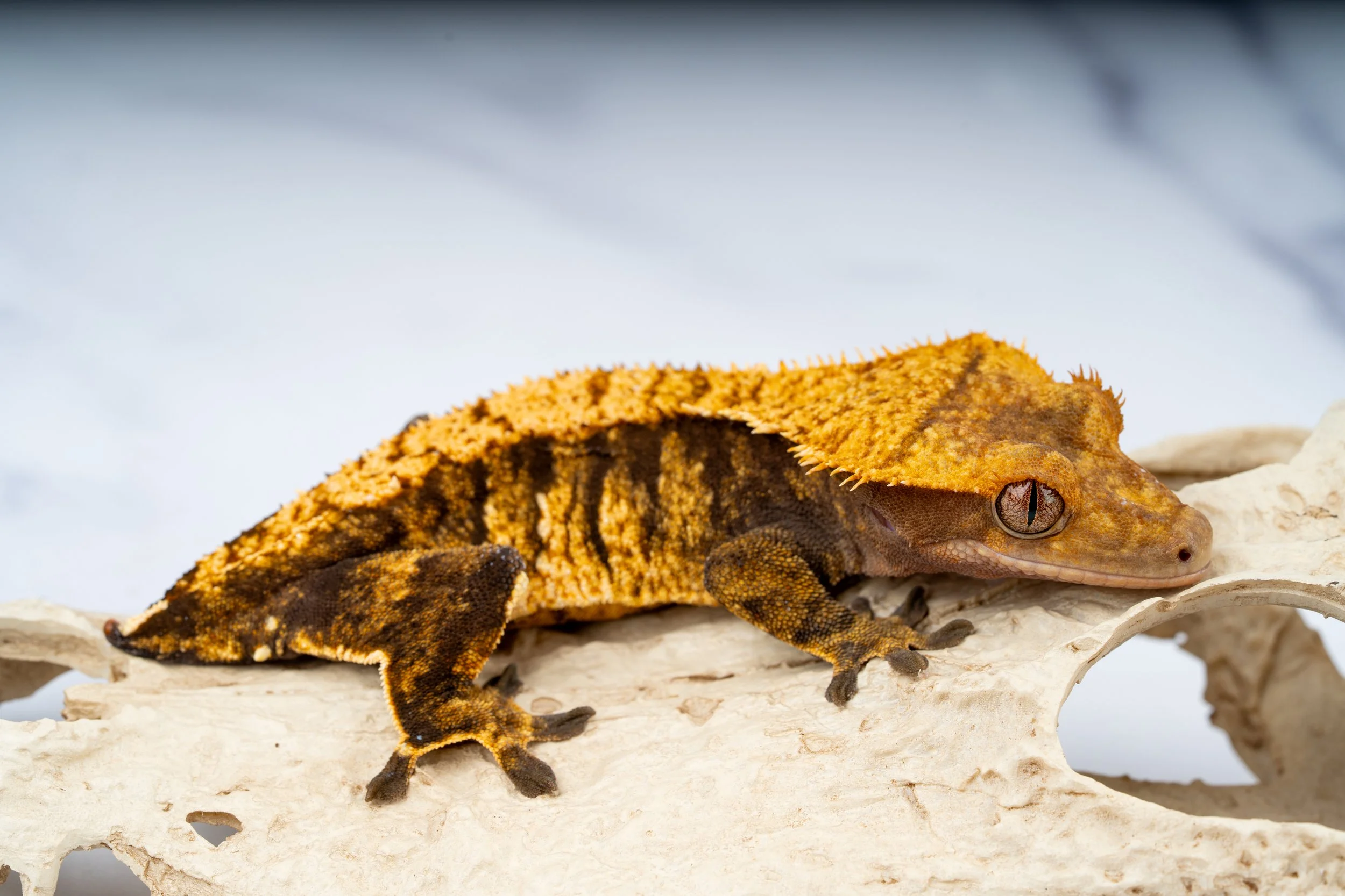 FL-24-LP-5-16   30G  EXTREME HARLEQUIN  $259