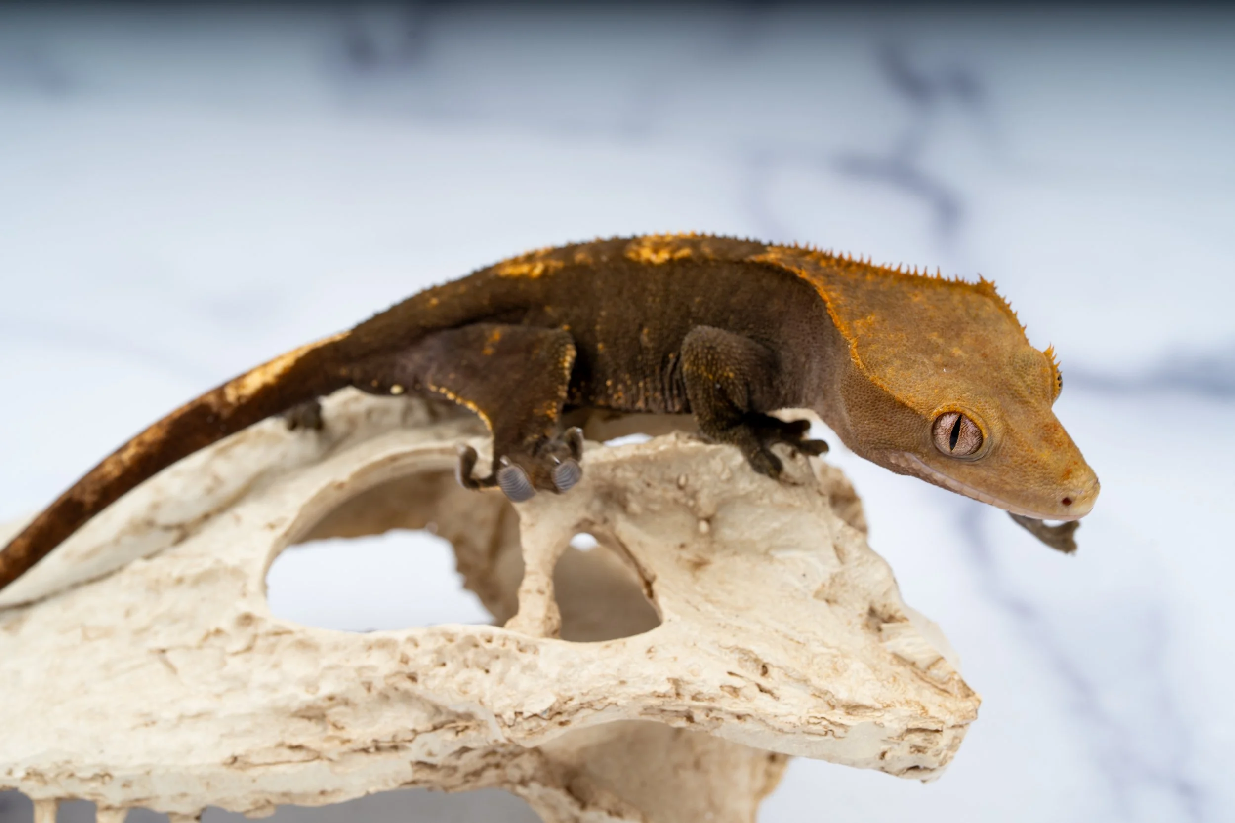 24-NC-LD-9-18  NON CAPP?   29G  $129