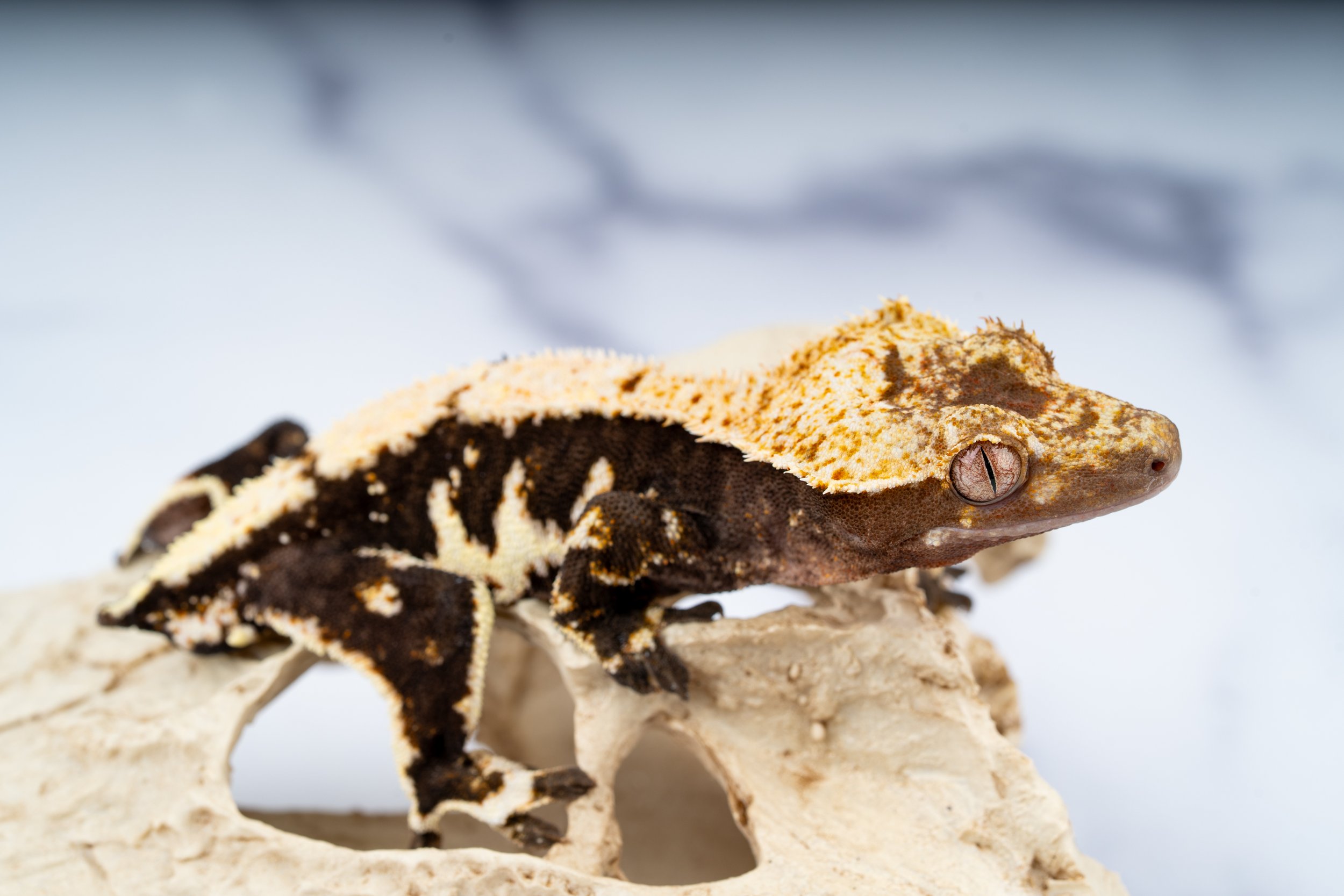 24-SB-LA-10-4   23G  100% HET AXANTHIC LILLY WHITE  $559