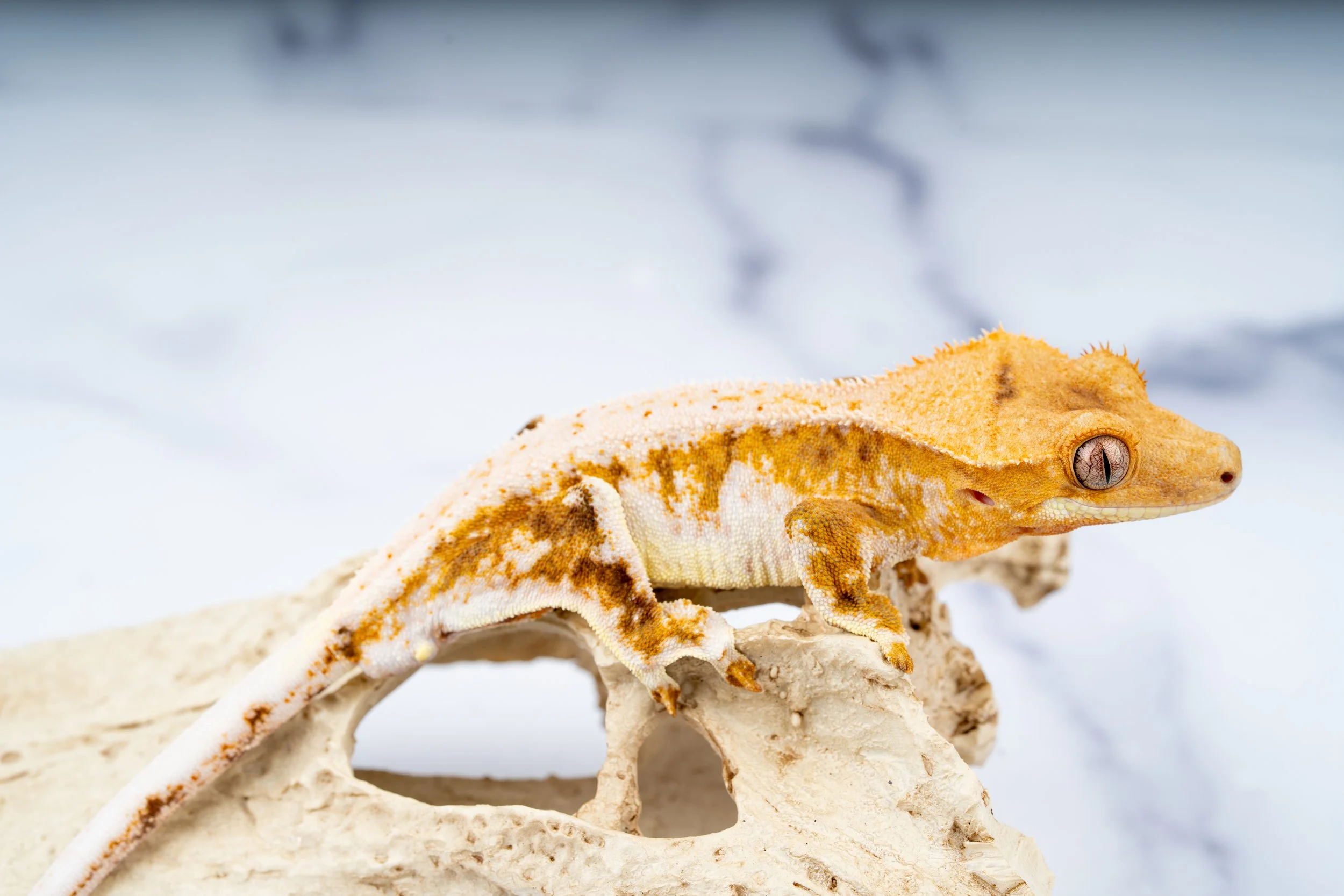 24-CL-CP-4-10   31G  HYPO C2 LILLY WHITE $499