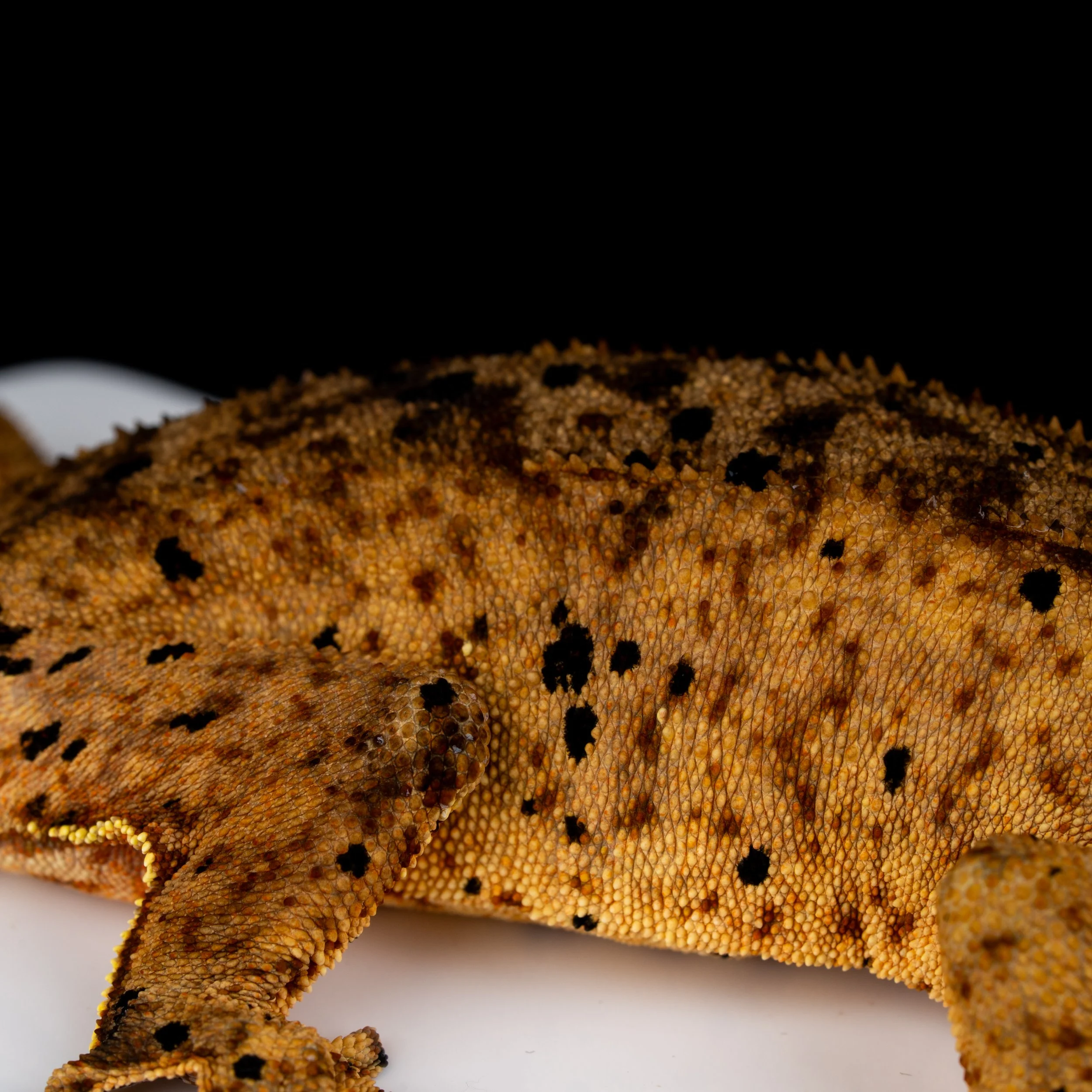 DSC07373.jpg