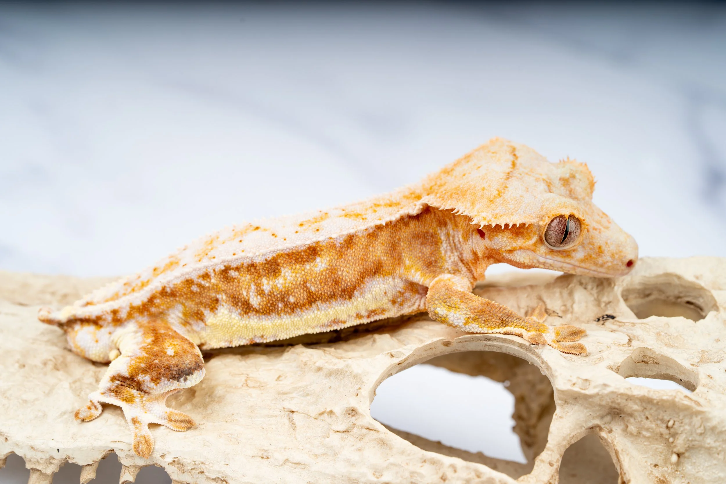 24-LW-HO-4-23   31G  ORANGE HYPO LILLY WHITE  $599