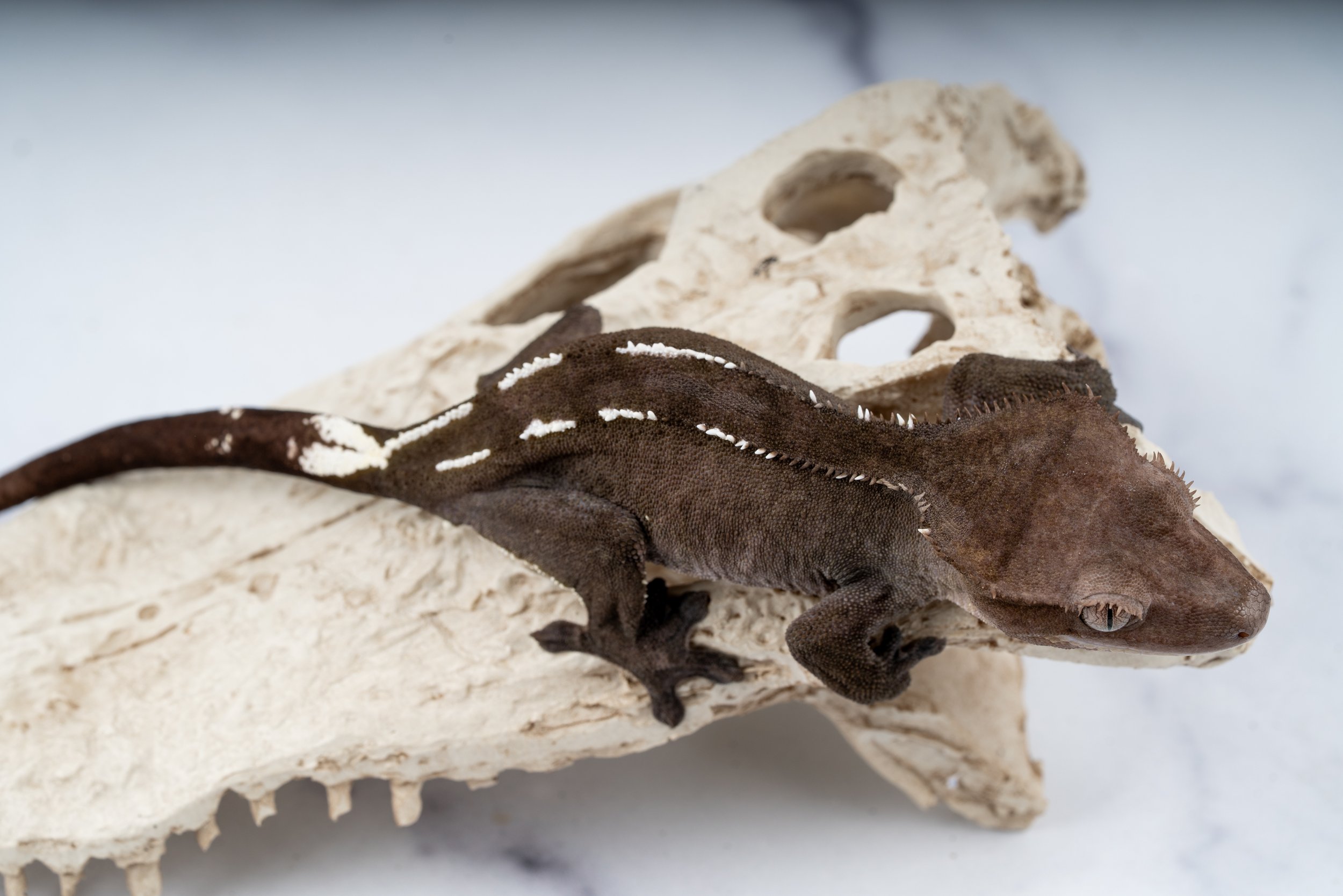 24-SA-PN-6-19  SOFTSCALE AXANTHIC PINSTRIPE 40G  $1749