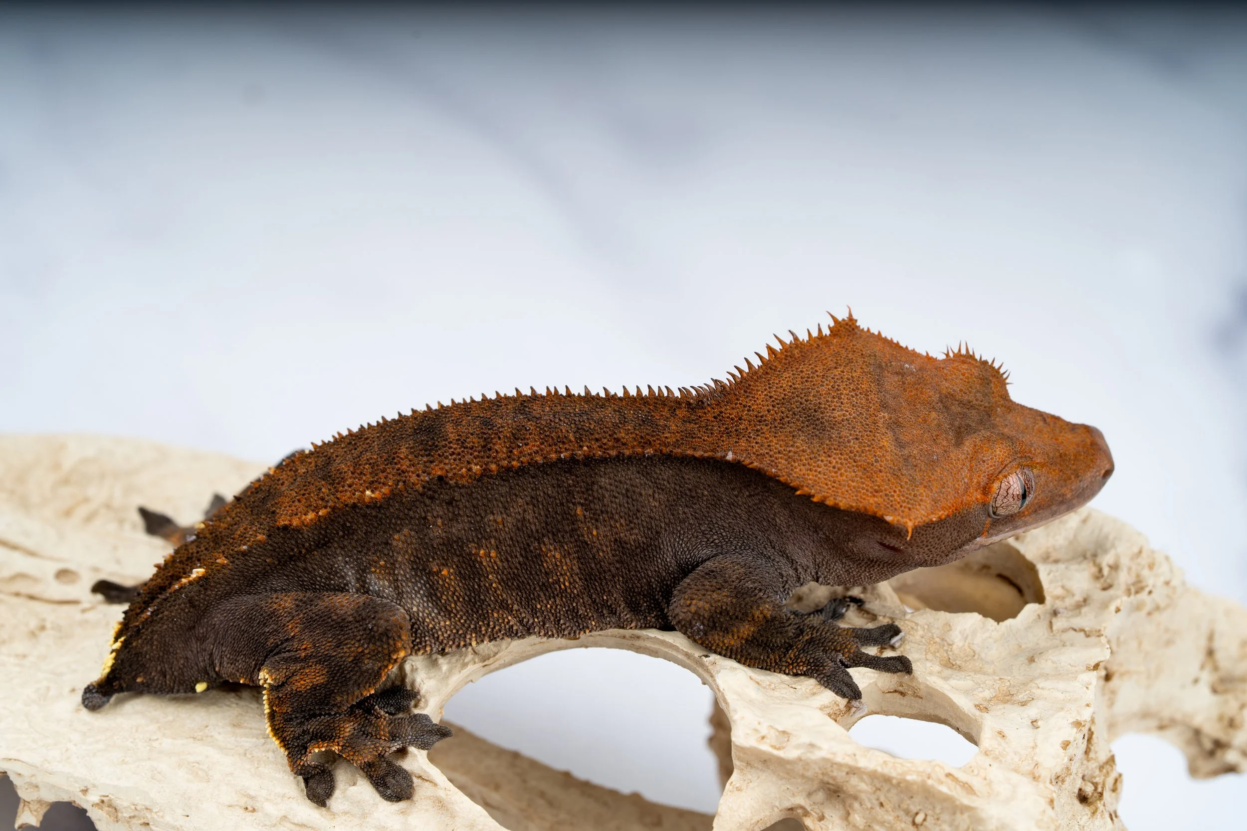 23-SR-CP-11-28   35G  CAPPUCCINO  $479