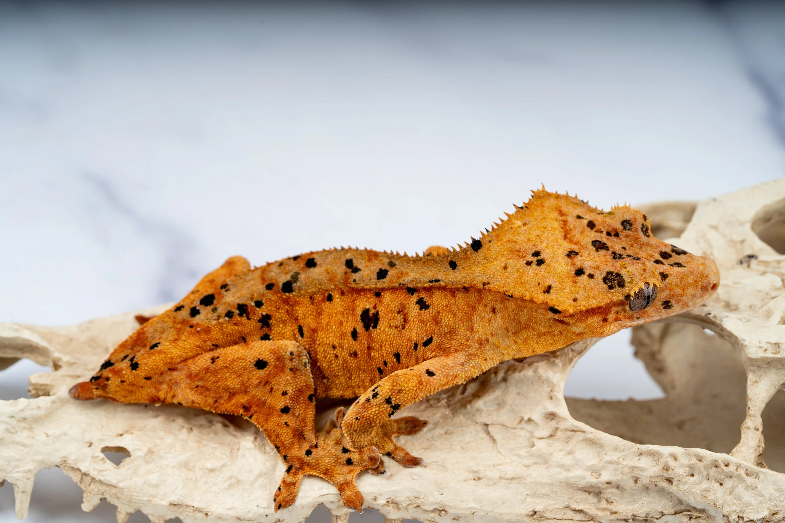 24-RS-IK-5-7   36G  INK SPOT SUPERDALMATIAN  $389