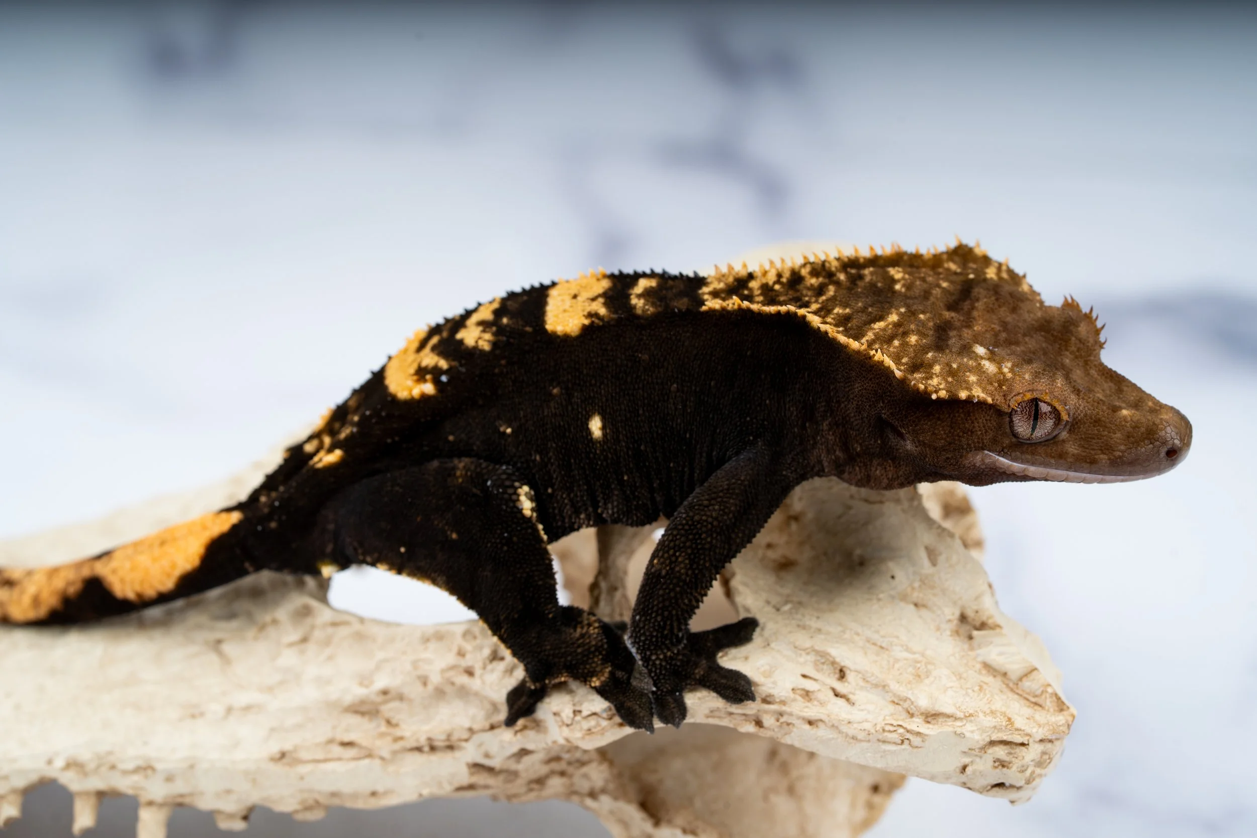 23-BV-WF-10-16   47G  100% HET AXANTHIC  $1199