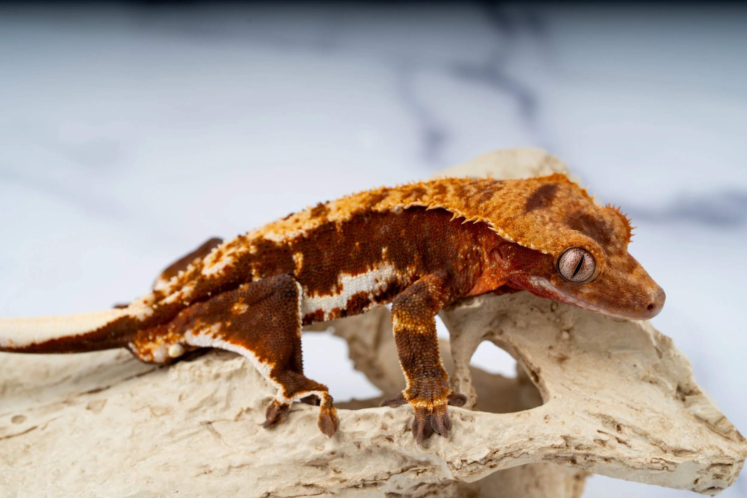 24-RP-AM-4-27   34G  100% HET AXANTHIC LILLY WHITE  $689