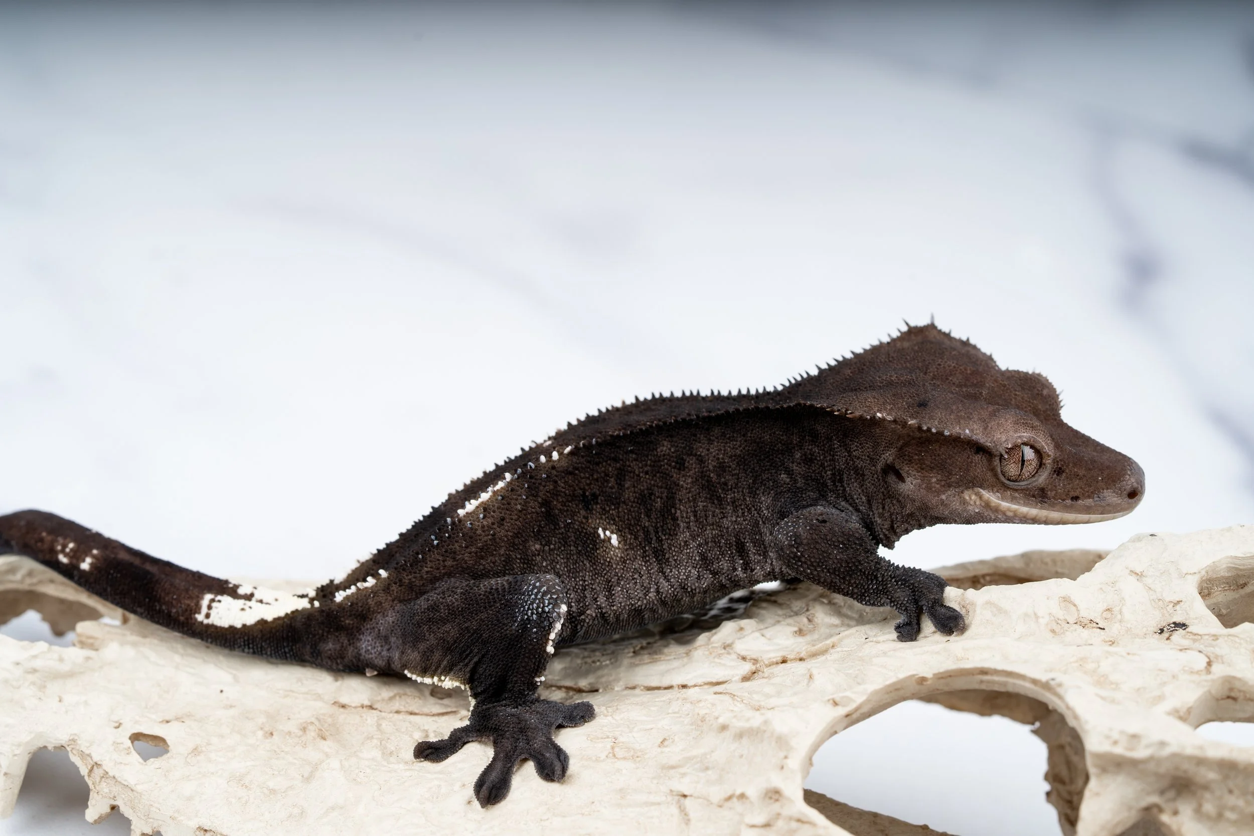 24-F7-DA-6-26   36G  AXANTHIC PINSTRIPE  $1699