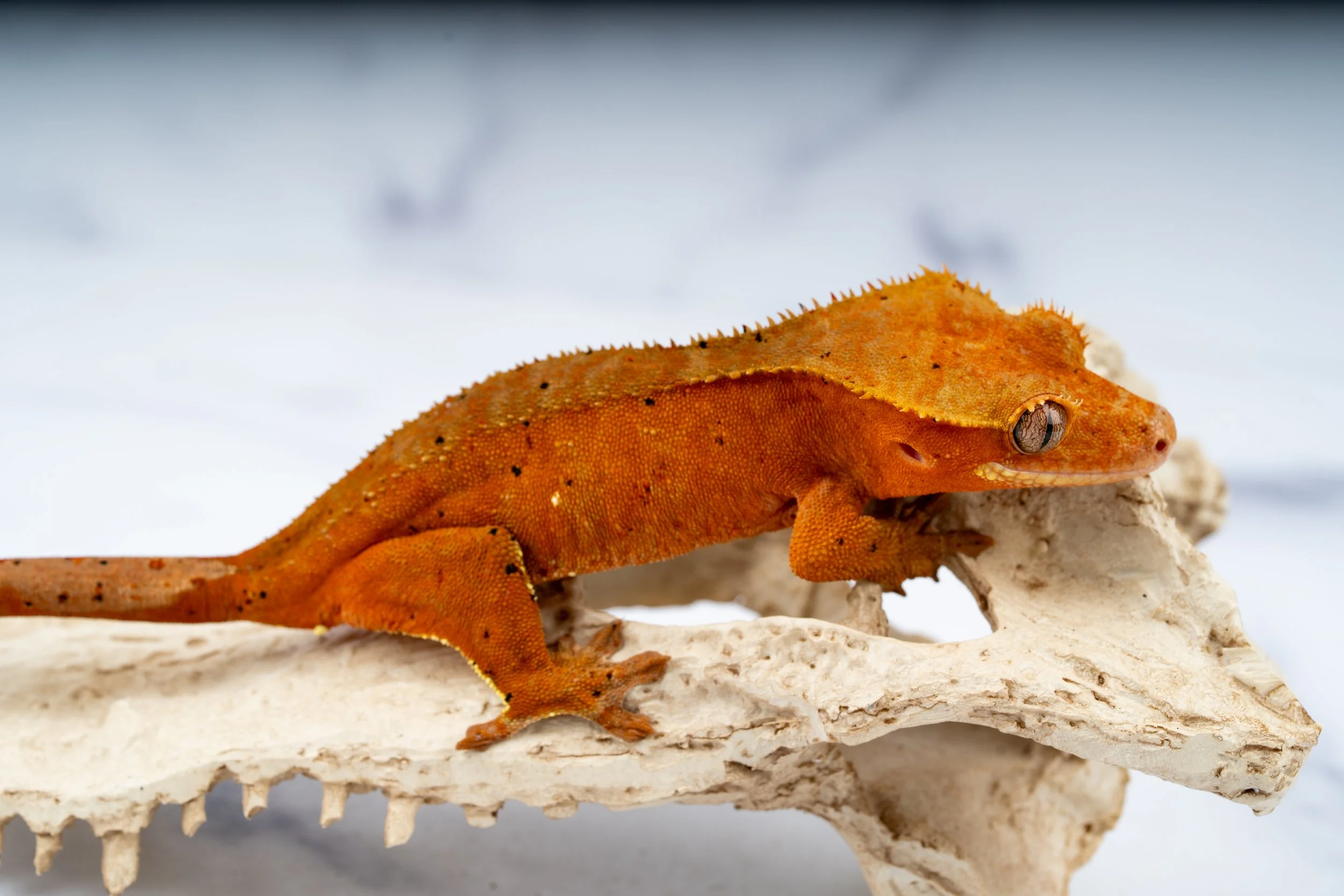 23-RS-XX-11-29   41G  HYPO RED DALMATIAN $289