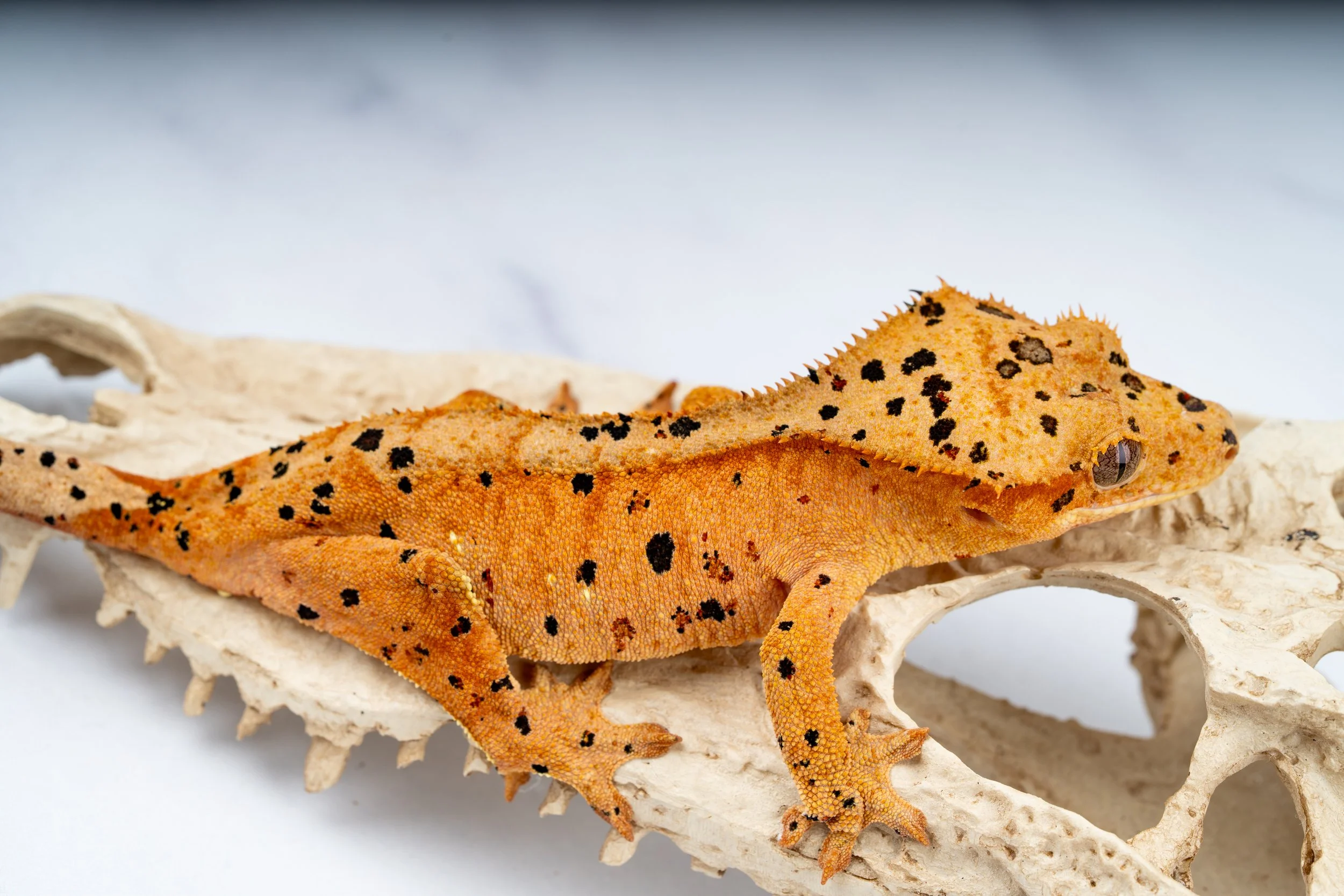 23-EB-BS-11-7  43G  INK SPOT SUPERDALMATIAN  $549