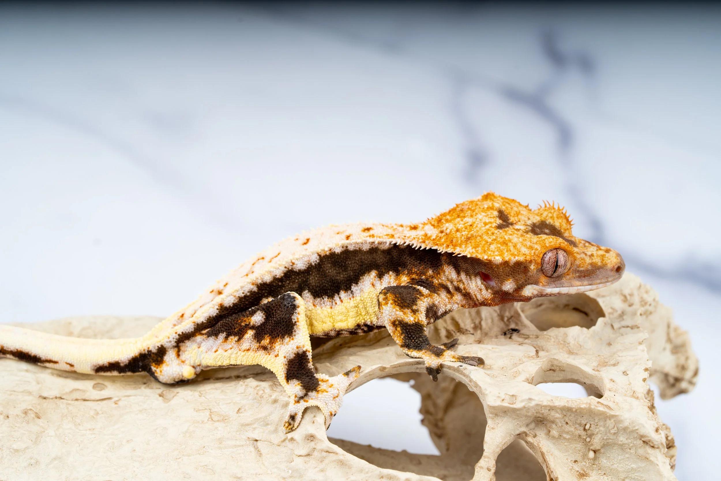 24-PF-LH-6-29  30G  100% HET AXANTHIC LILLY WHITE  $759