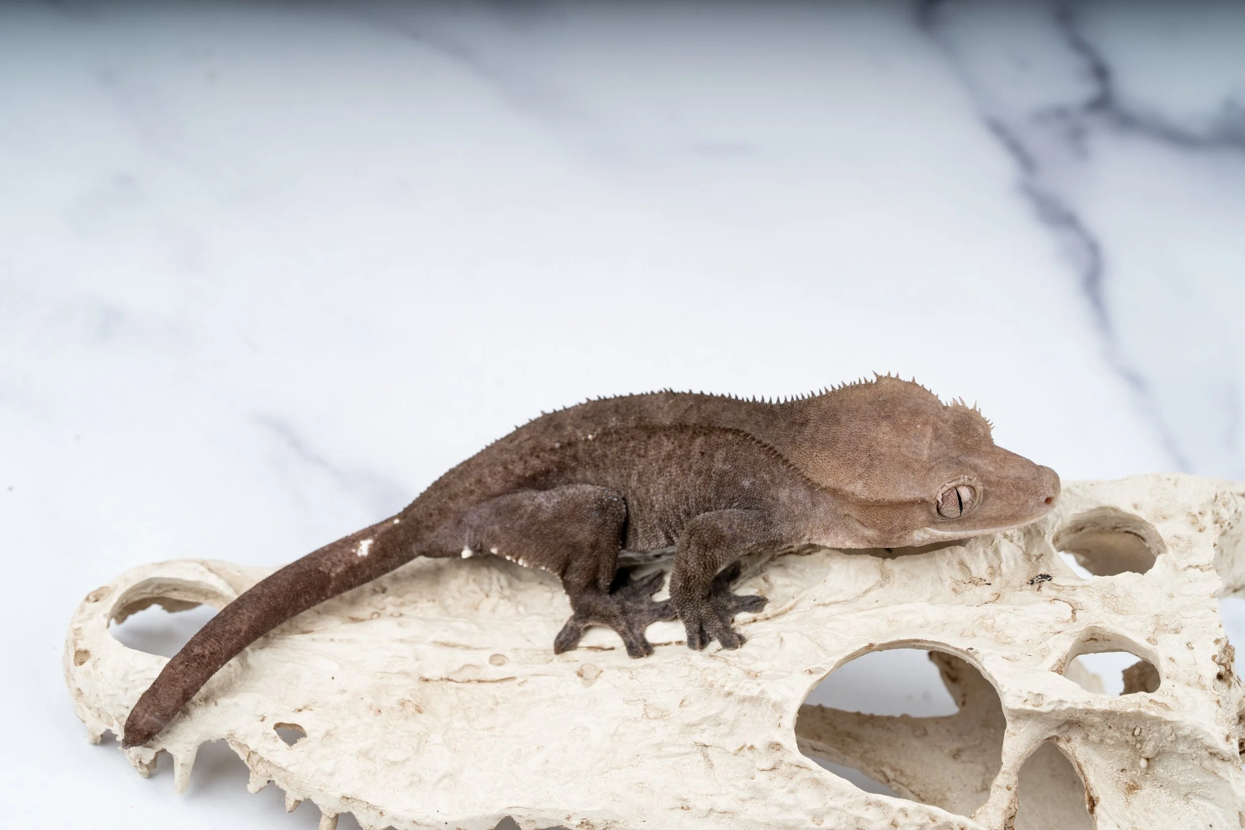 24-PL-GA-2-11  AXANTHIC  39G  $1599