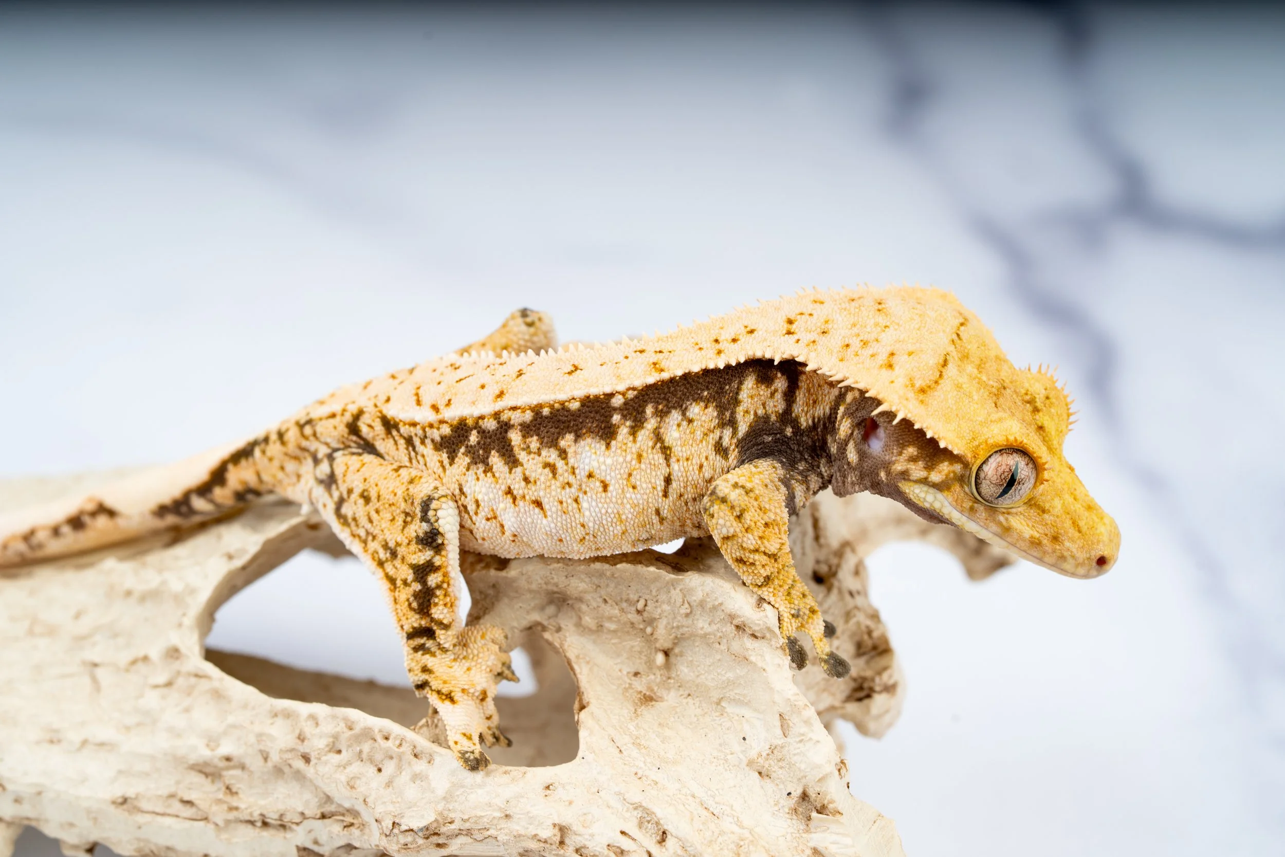 24-BL-EH-3-30  32G  WHITE SPOT WHITE WALL EXTREME HARLEQUIN  $439