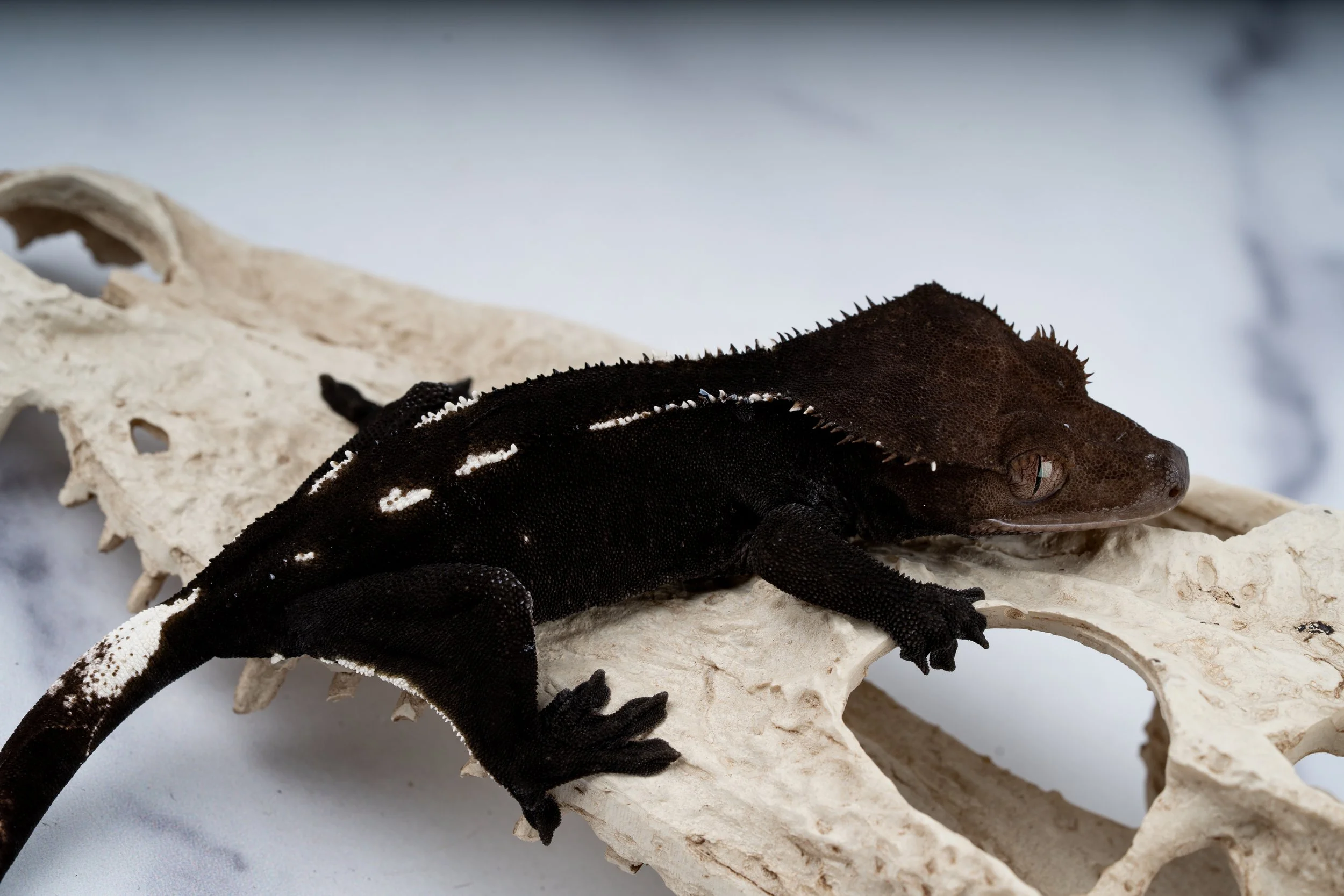 24-GP-ED-5-24  AXANTHIC  30G  $2199