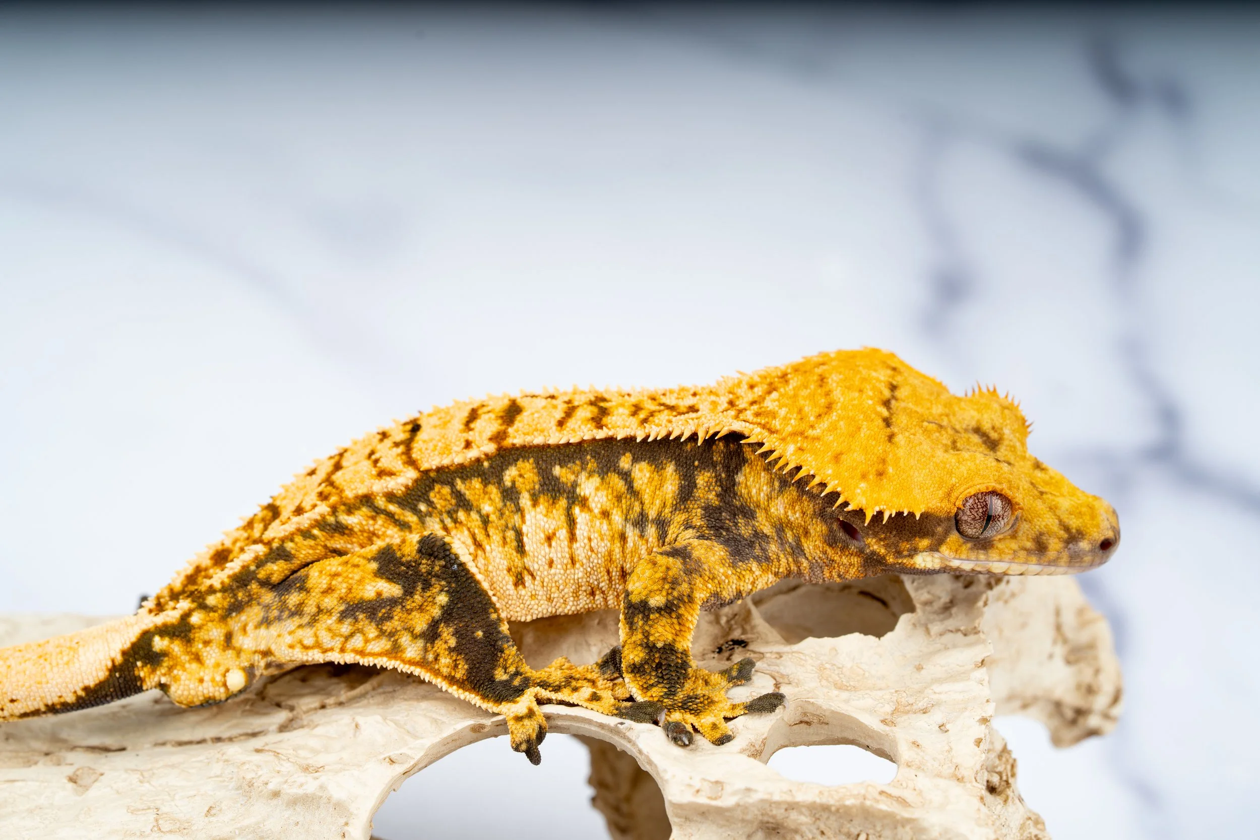 23-EX-TR-10-2   42G   TRICOLOR EXTREME HARLEQUIN  $489