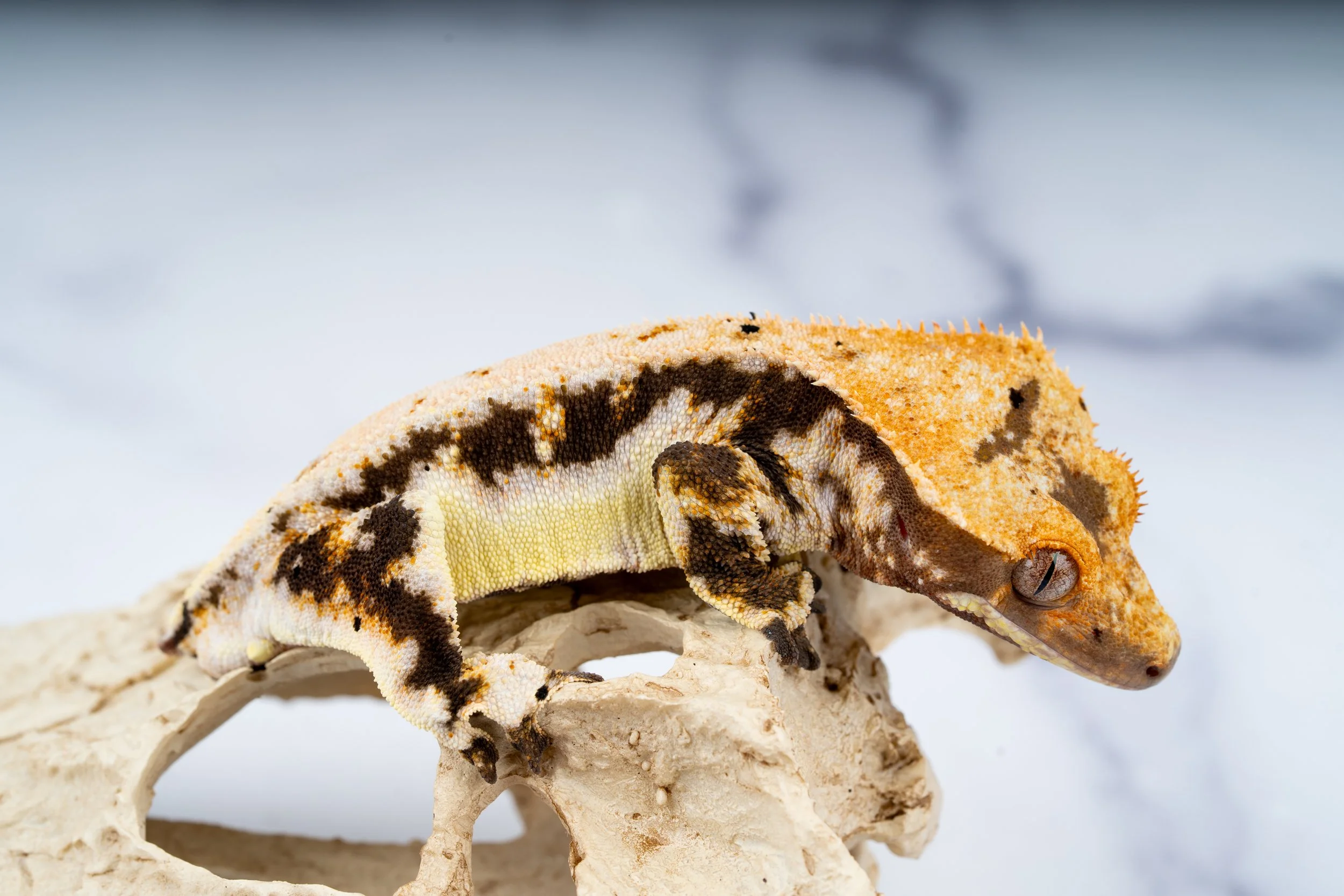 24-SD-HM-4-17  34G  100% HET AXANTHIC LILLY WHITE  $639