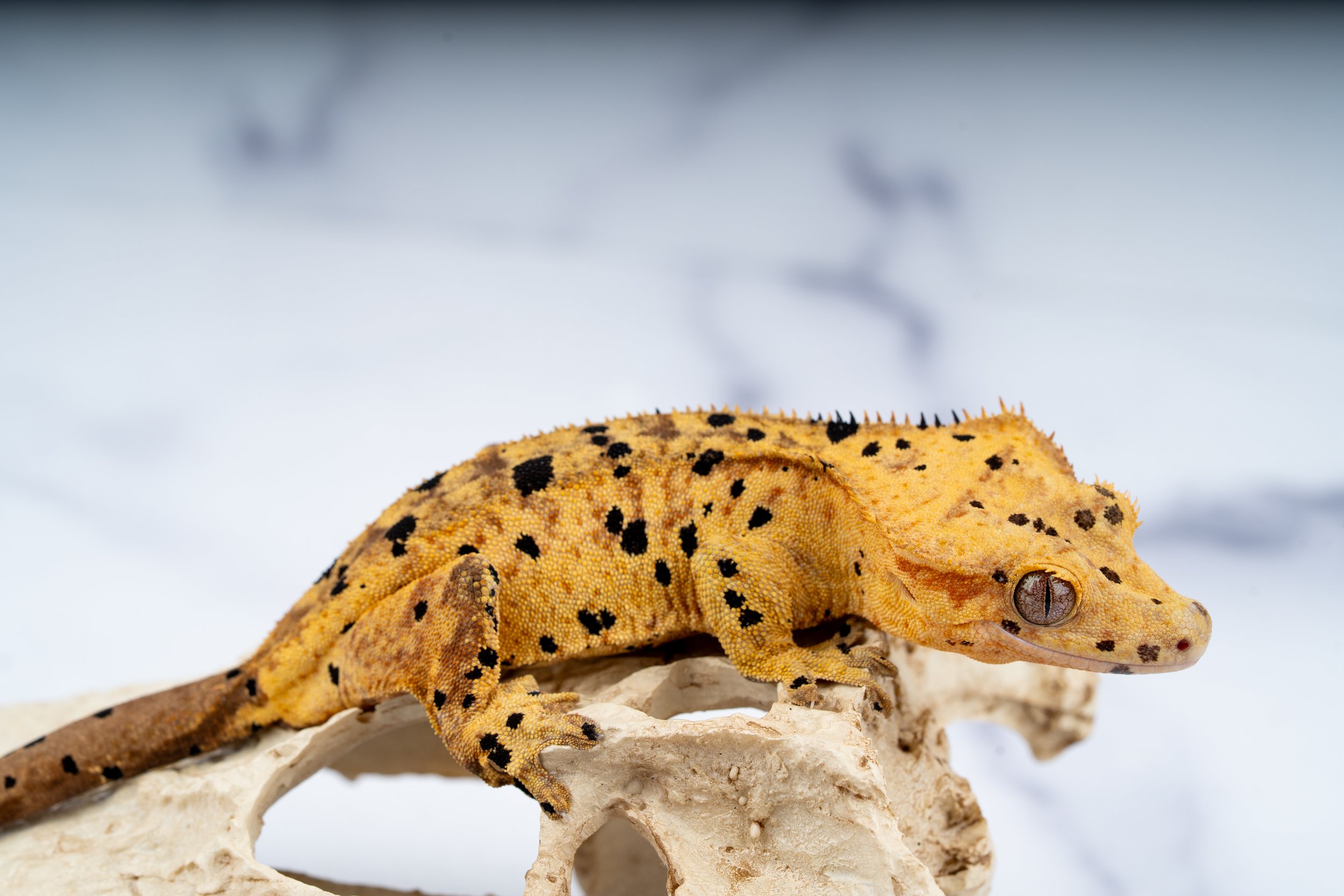 24-MD-IS-3-26  37G  INK SPOT SUPERDALMATIAN  $499