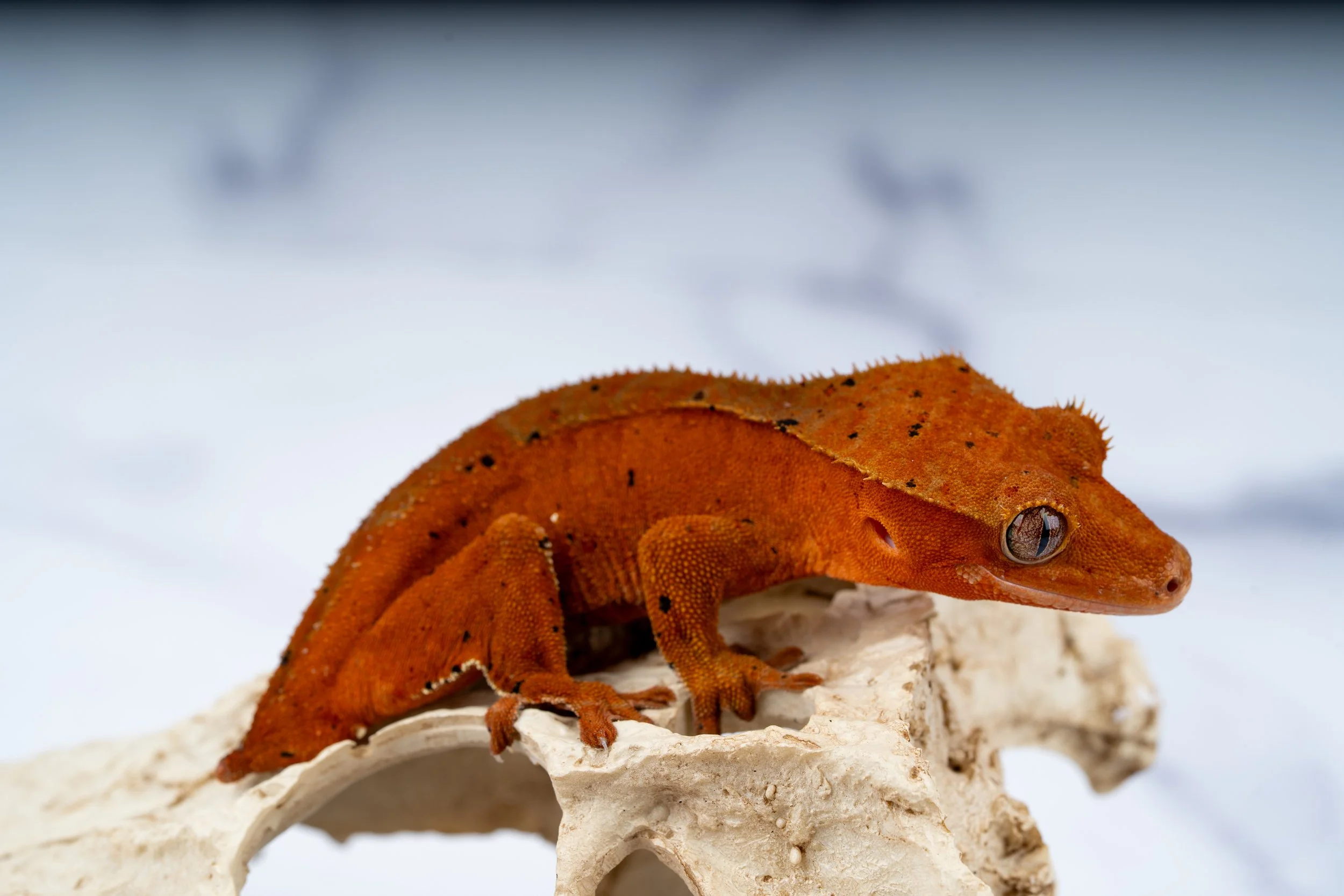 24-GZ-RX-8-11  SOFTSCALE DALMATIAN 25G  $289