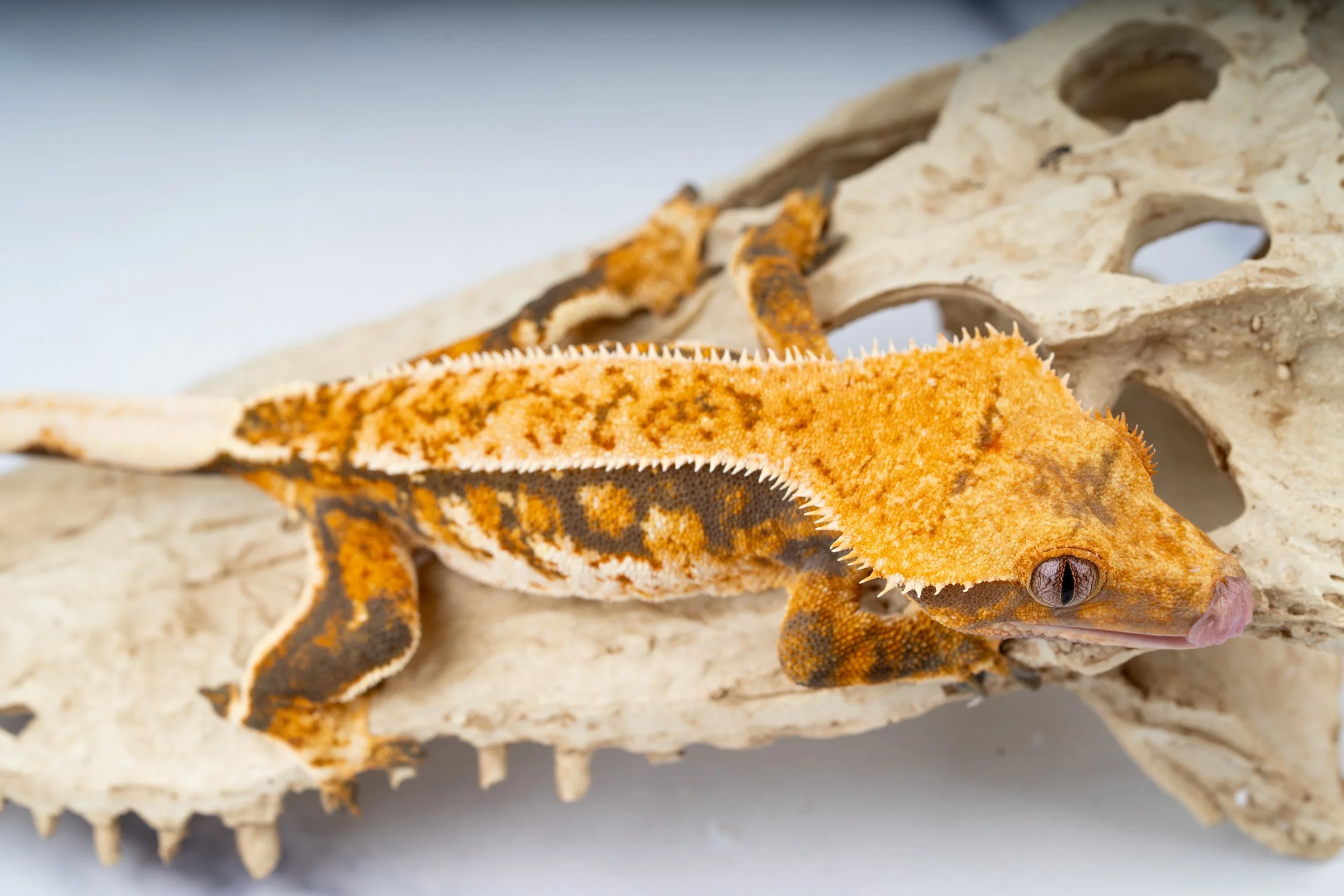 24-TR-EXS-5-10   SOFTSCALTE TRICOLOR EXTREME HARLEQUIN 31G  $589