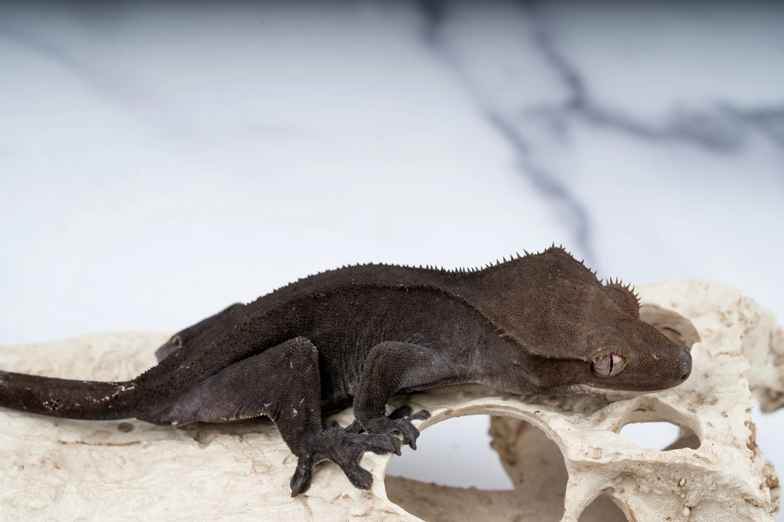 24-OD-VA-7-20  SOFTSCALE AXANTHIC 30G  $1649