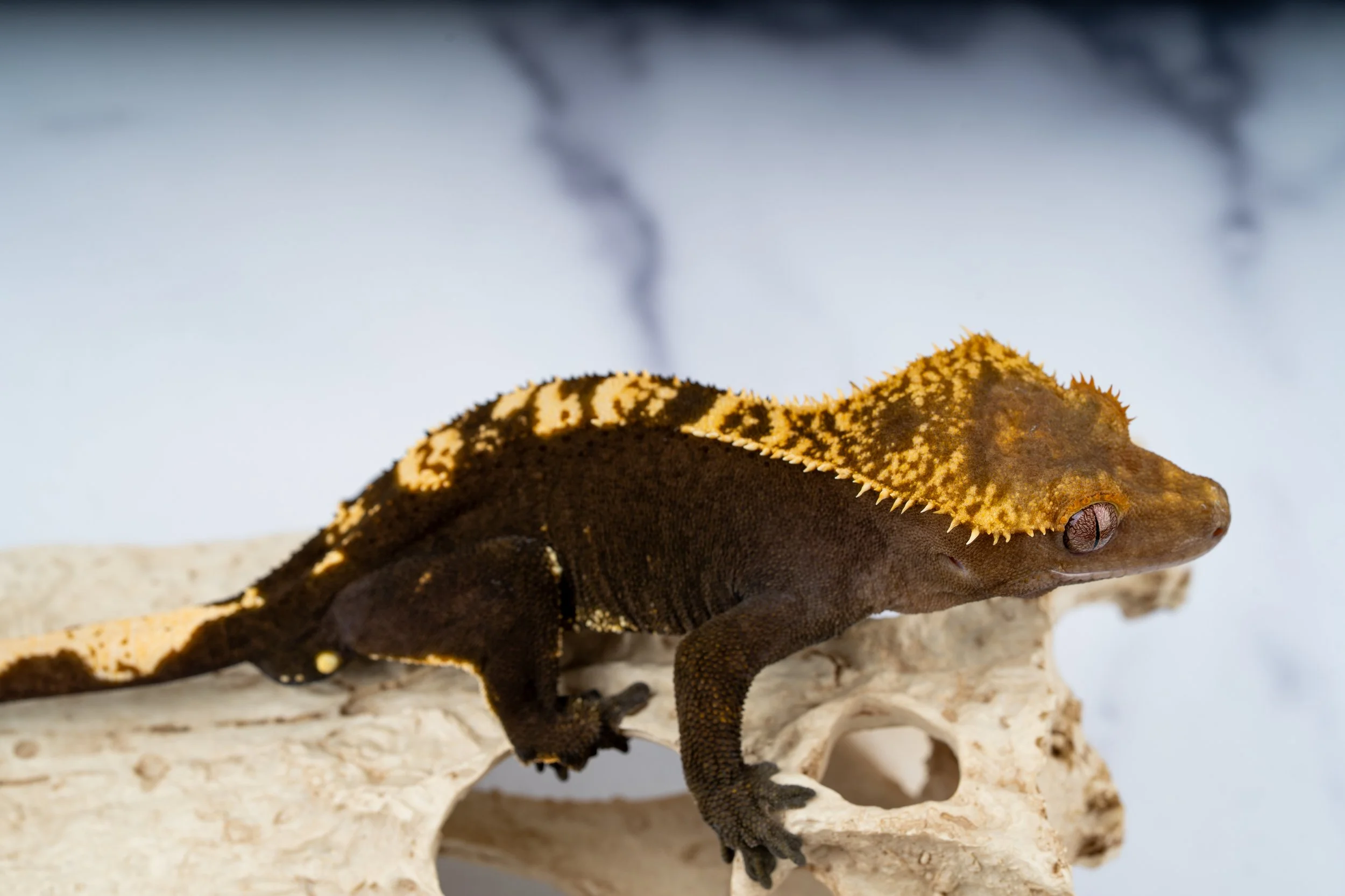 23-LH-PC-12-22   40G  SOFTSCALE 100% HET AXANTHIC $599