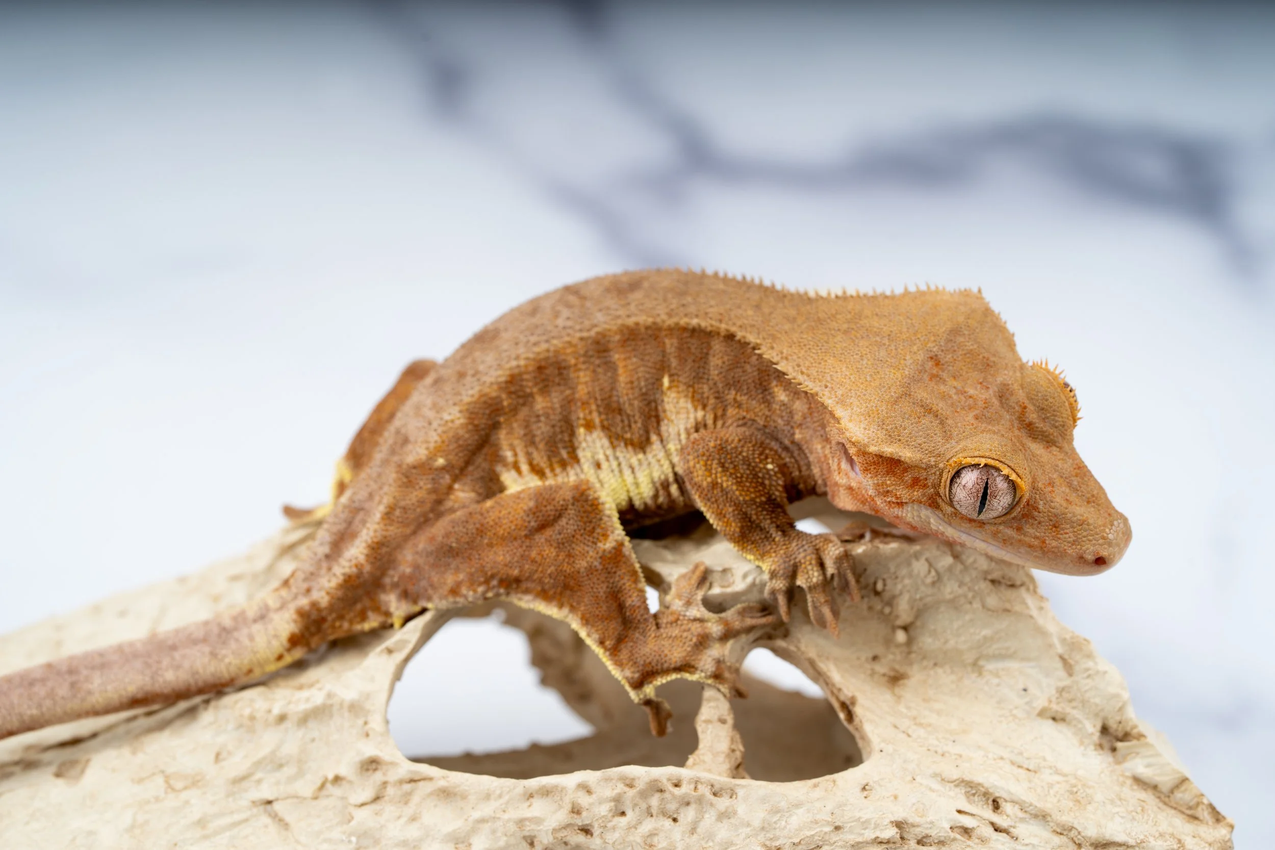 24-TG-PP-6-22   PHANTOM FRAPPUCCINO  34G  $619