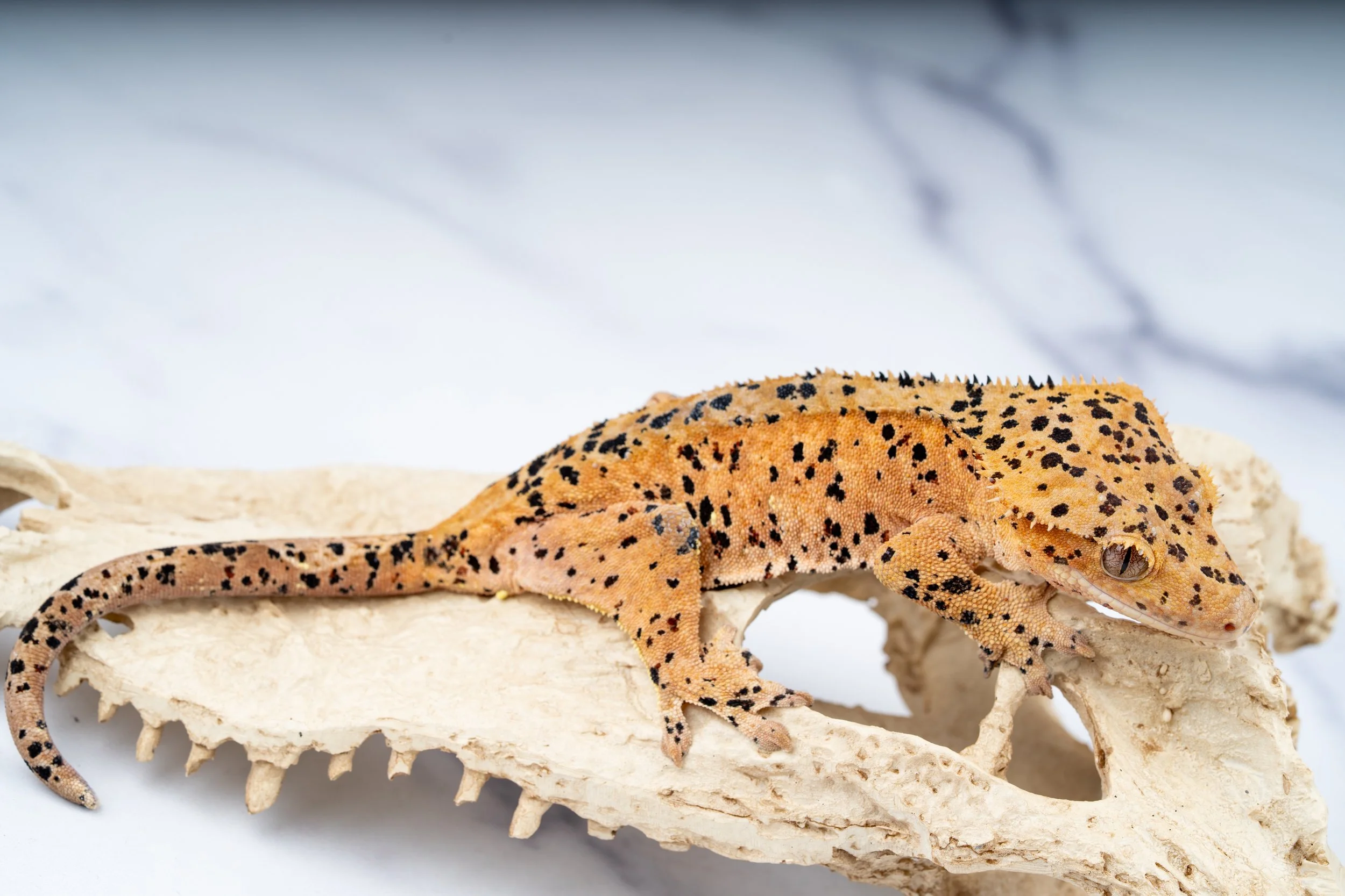 23-IK-BS-10-30  40G  INK SPOT SUPERDALMATIAN  $789