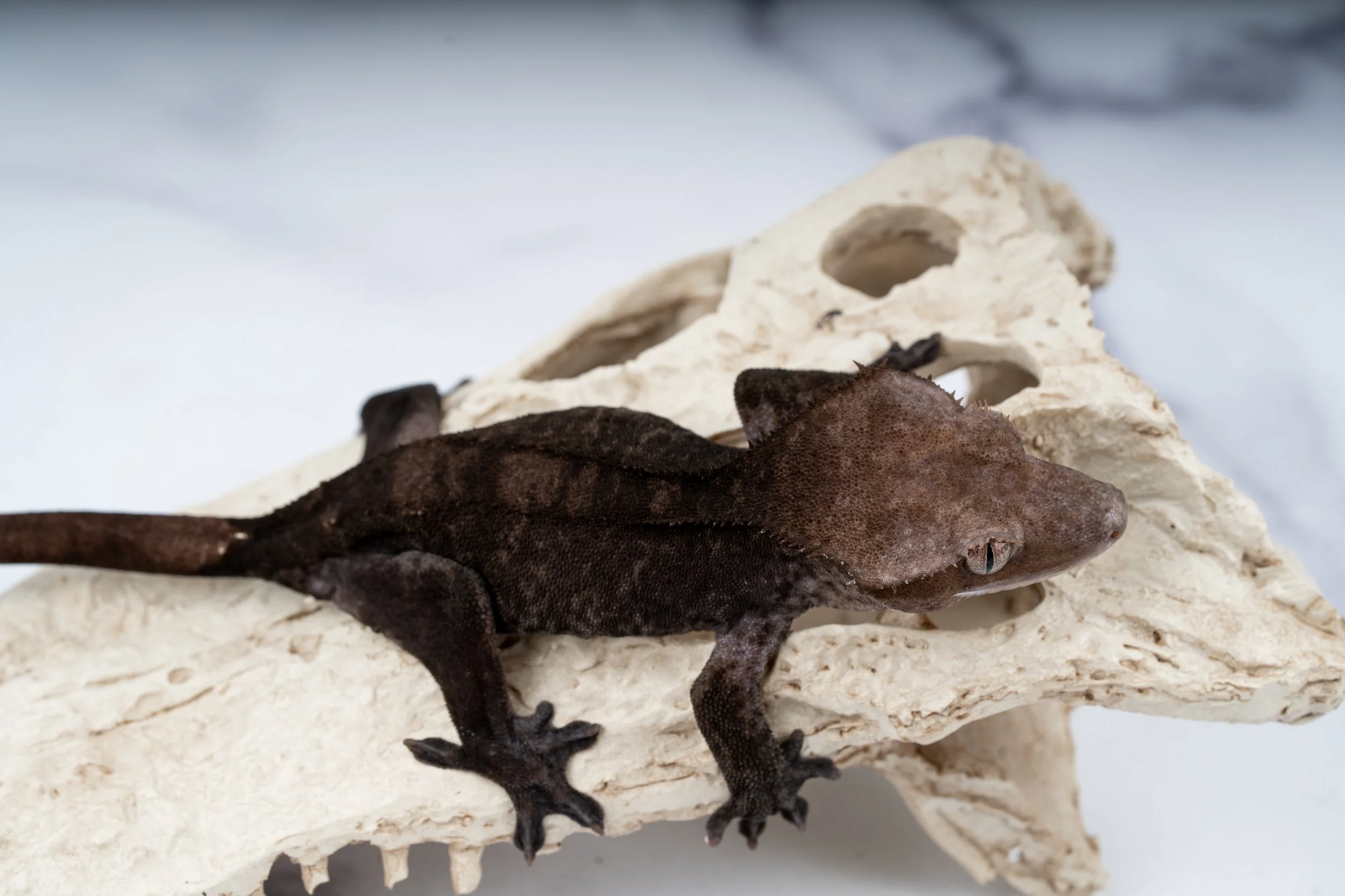 24-VD-AX-6-11   AXANTHIC  34G  $1679