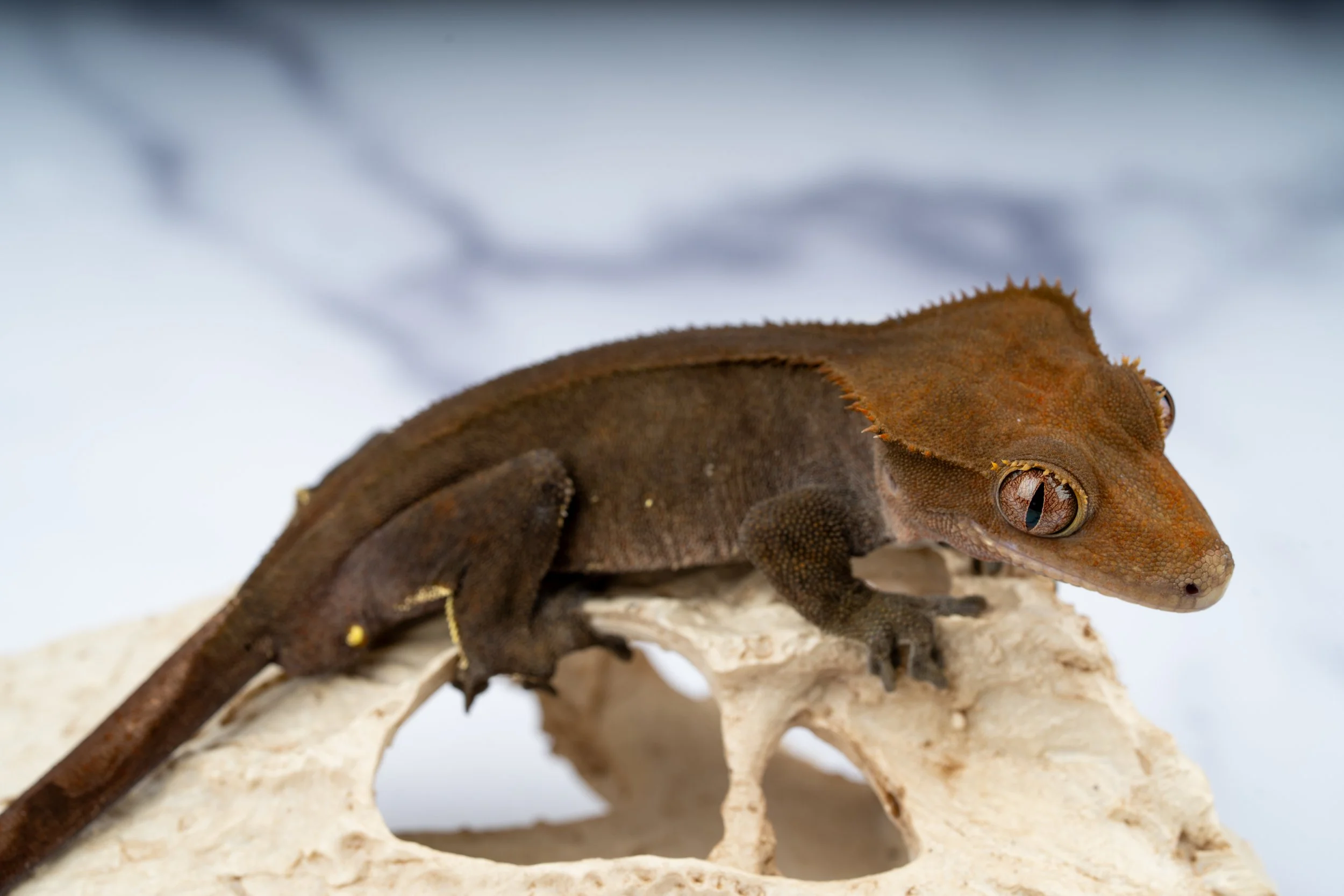 24-CC-XX-6-30  28G  CHARCOAL  $189