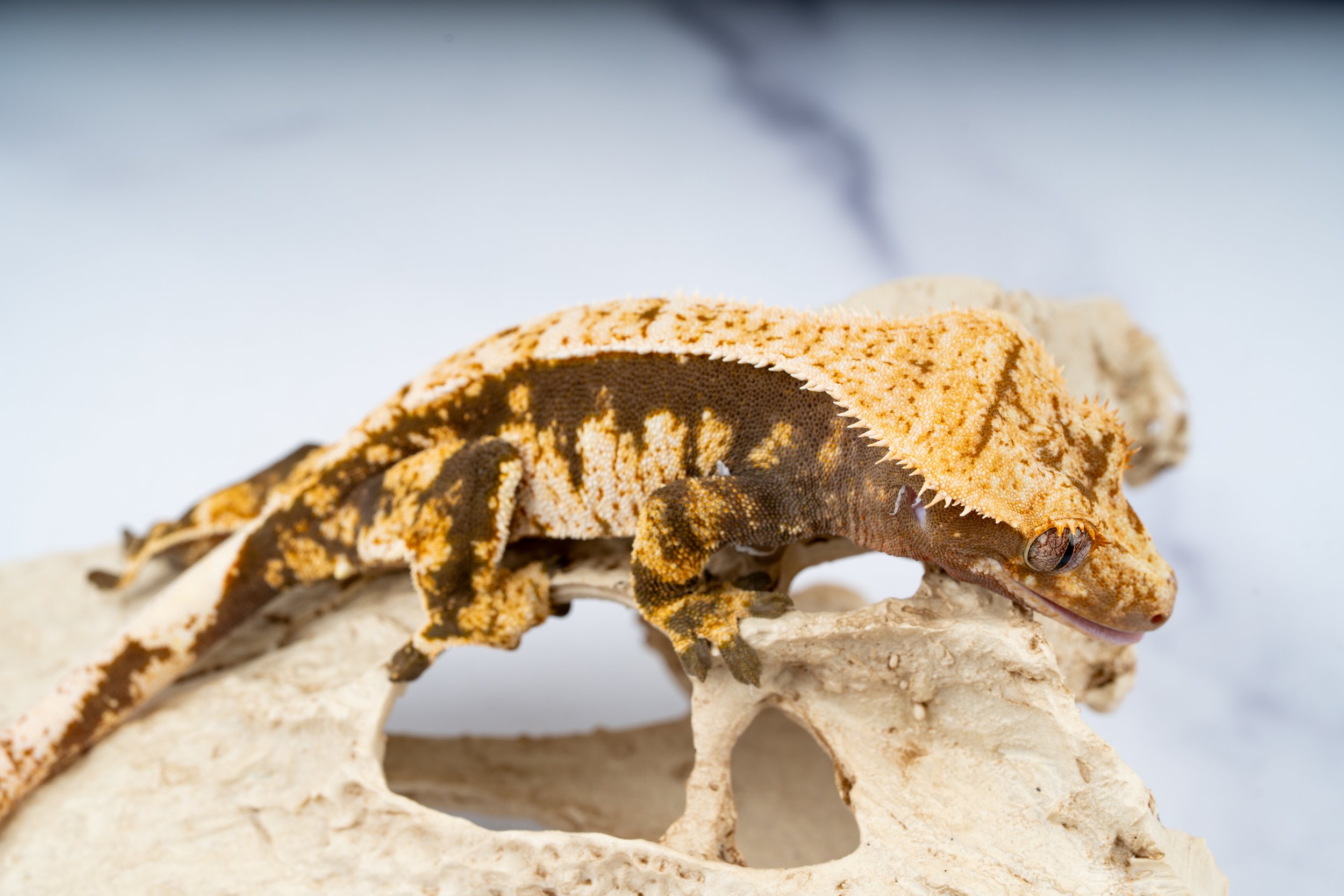 24-Q7-LH-8-9  SOFTSCALE HARLEQUIN  29G  $259