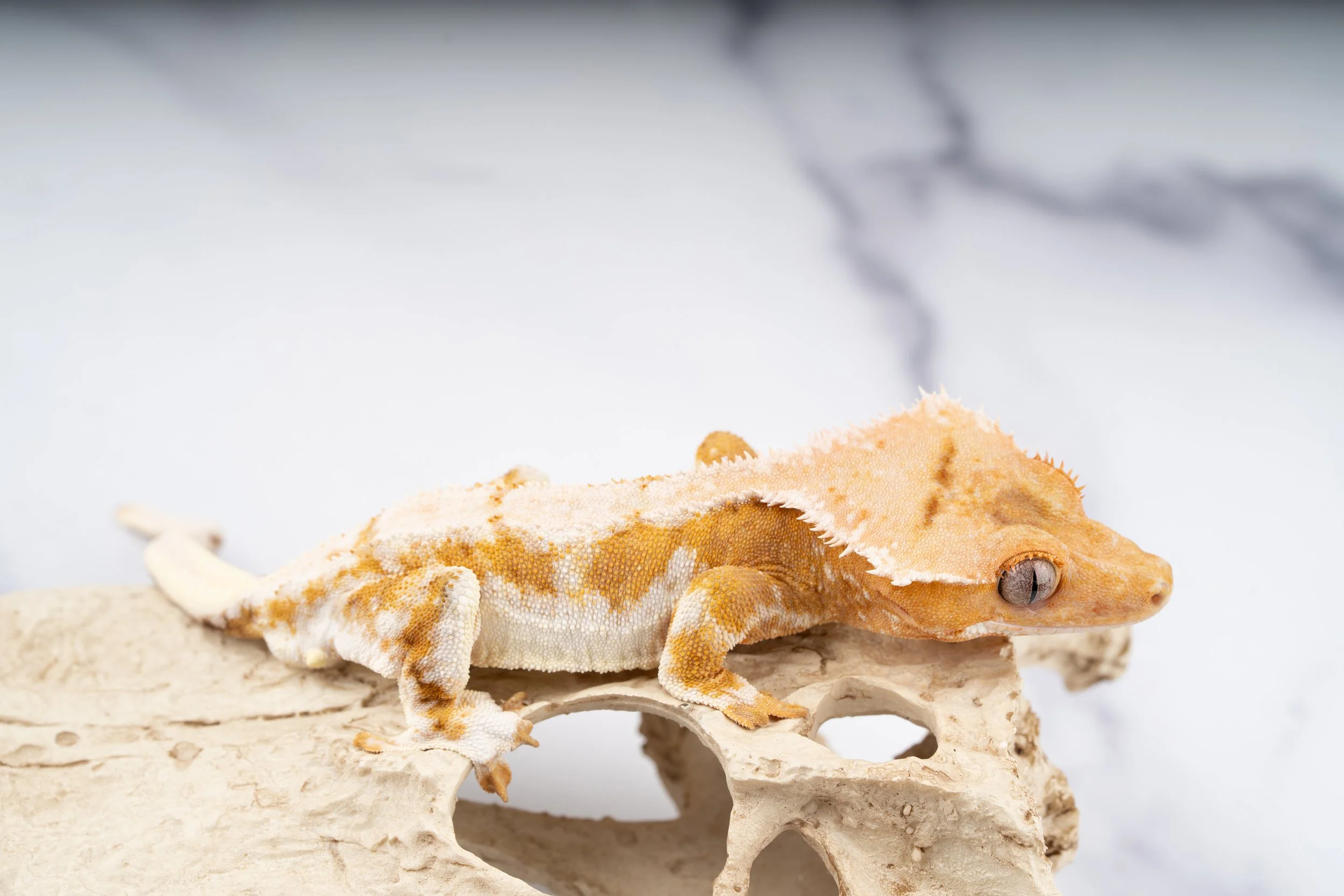 23-HP-HL3-11-18  36G  100% HET AXANTHIC HYPO LILLY WHTIE  $1229