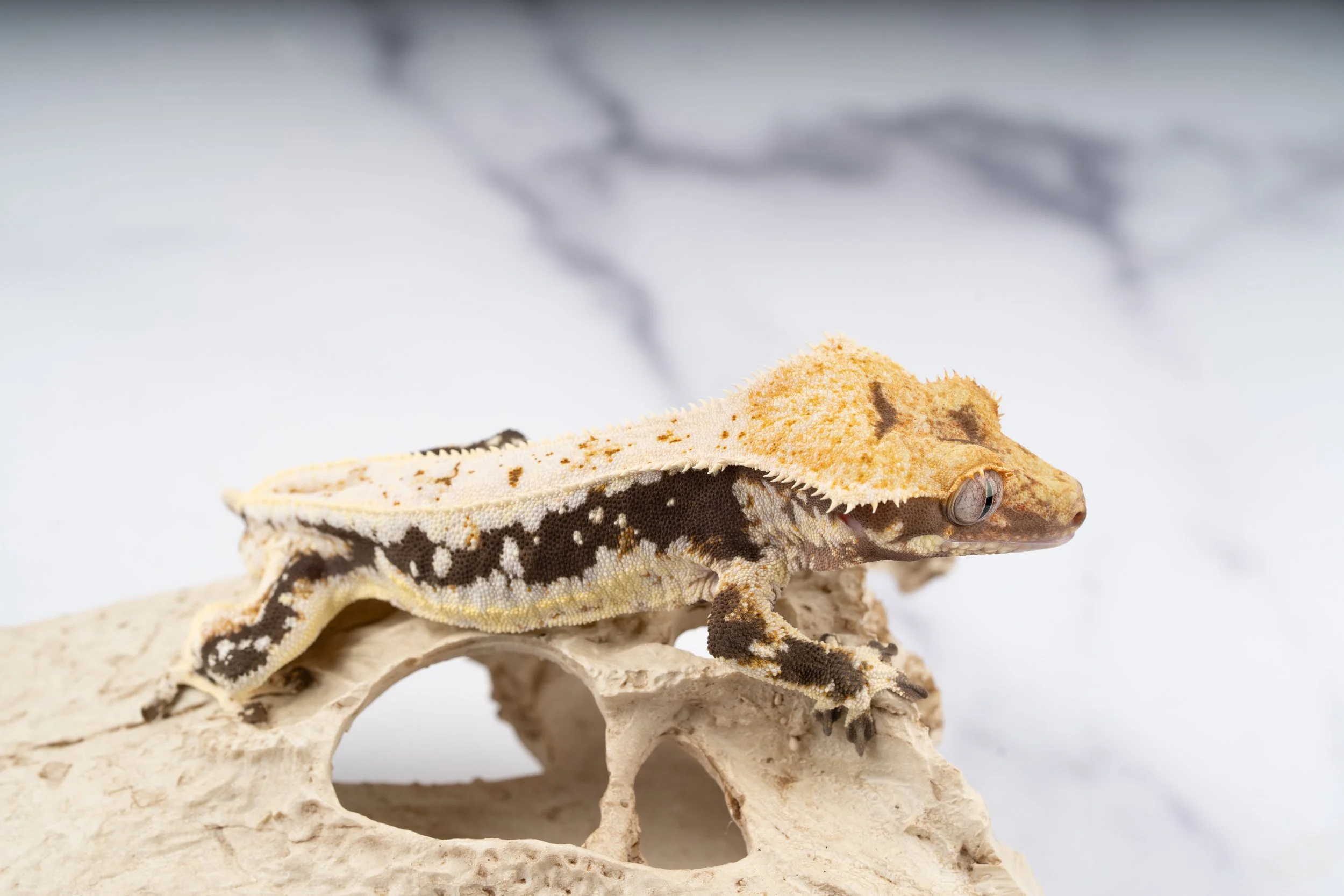 24-SF-VL-7-30   29G  LILLY WHTIE  $429