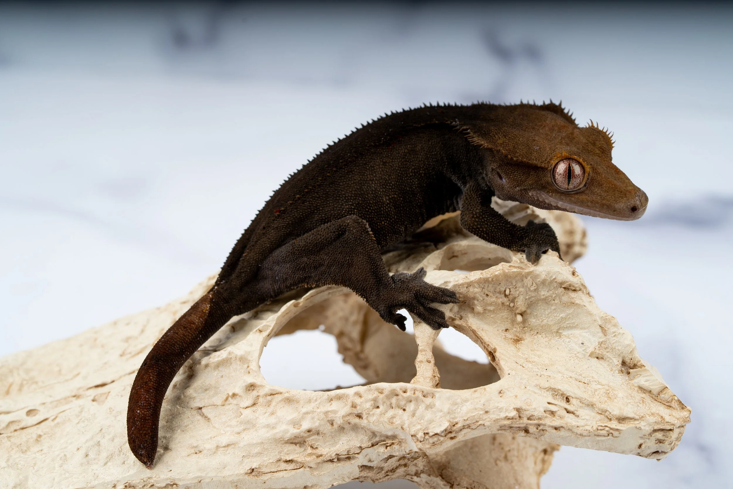 24-CC-SS-4-14   SOFTSCALE CHARCOAL  32G  $449