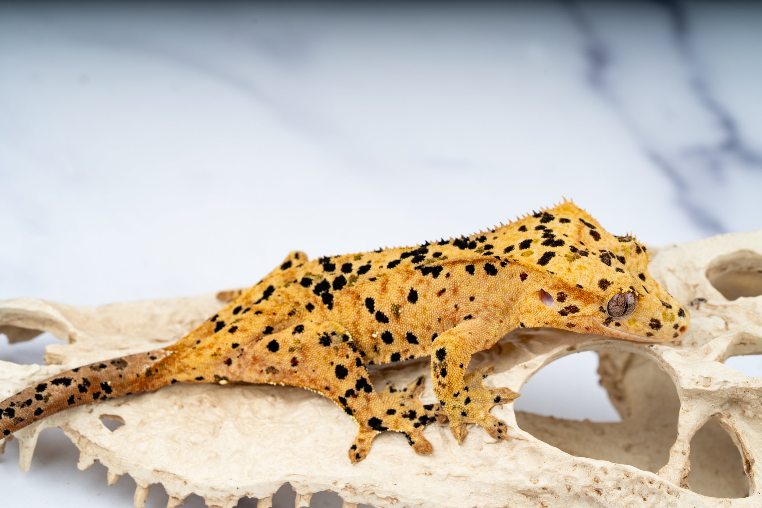 24-IK-SP-1-8   30G  INK SPOT SUPERDALMATIAN $899