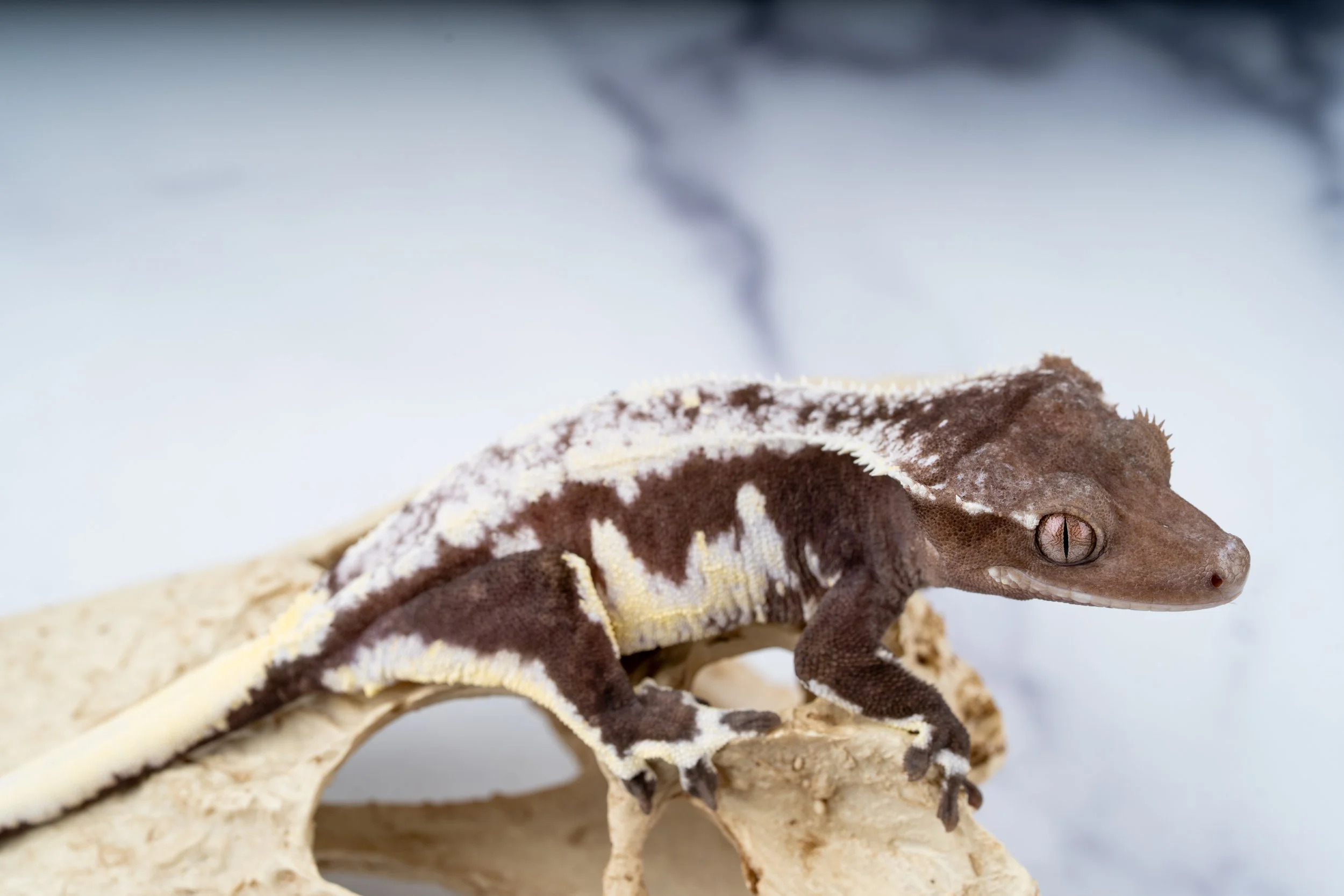 24-AL4-HL-2-17   40G  HIGHLIGHTER AXANTHIC LILLY WHTIE  $2499