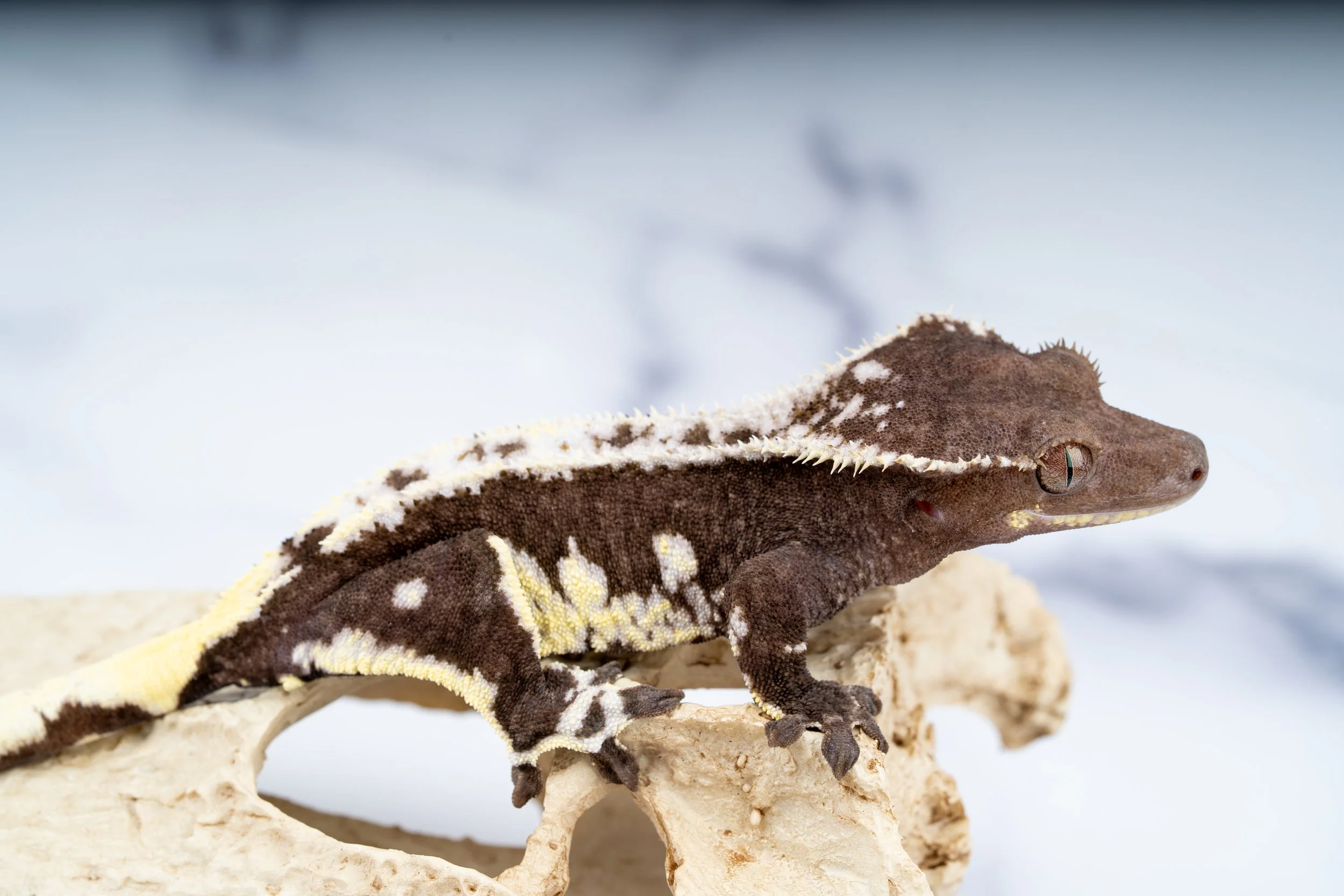 24-BH-CL-6-20  35G  HIGHLIGHTER AXANTHIC LILLY WHTIE  $2499