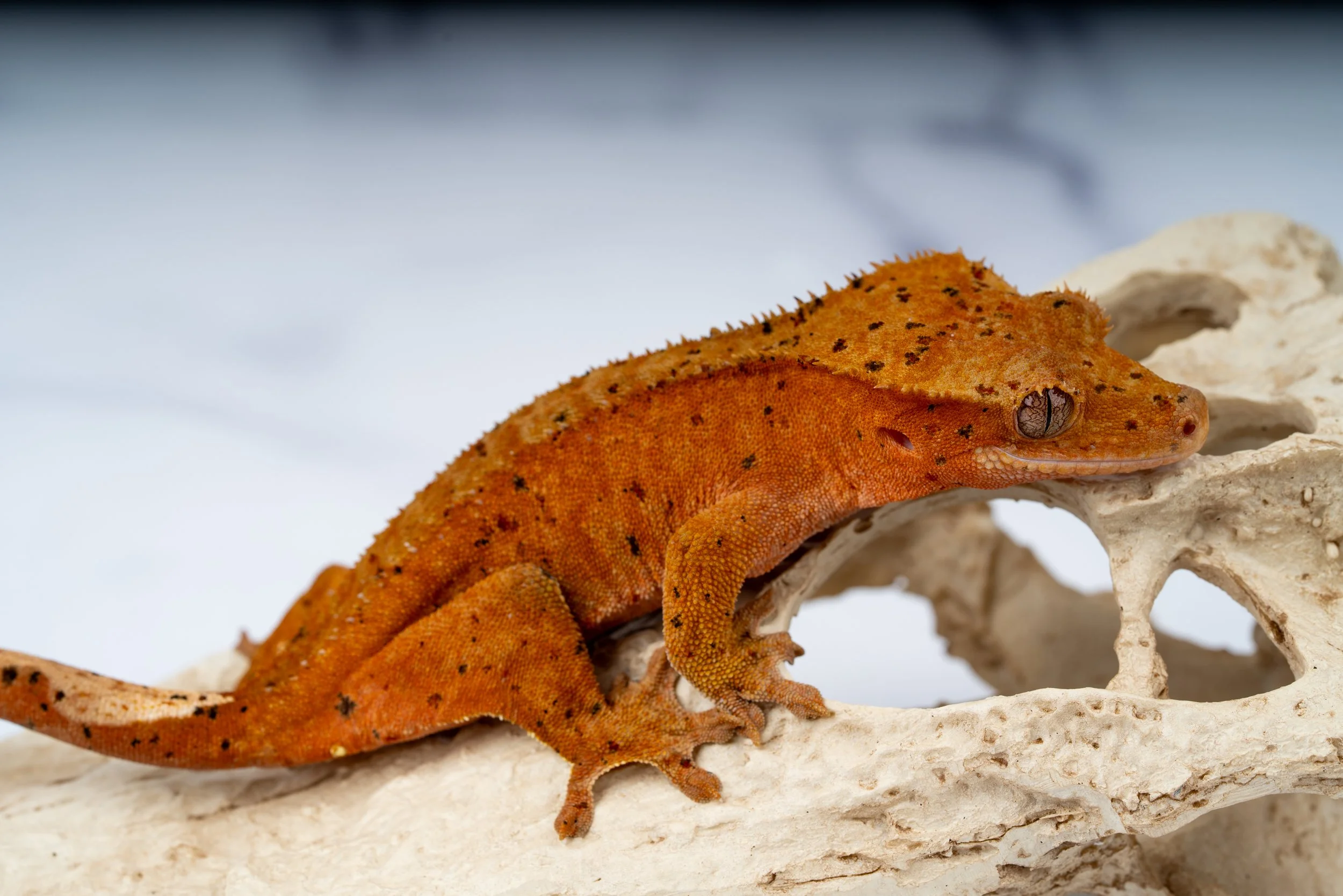 24-GZ-RS-3-7   CONFETTI SUPERDALMATIAN 30G  $269