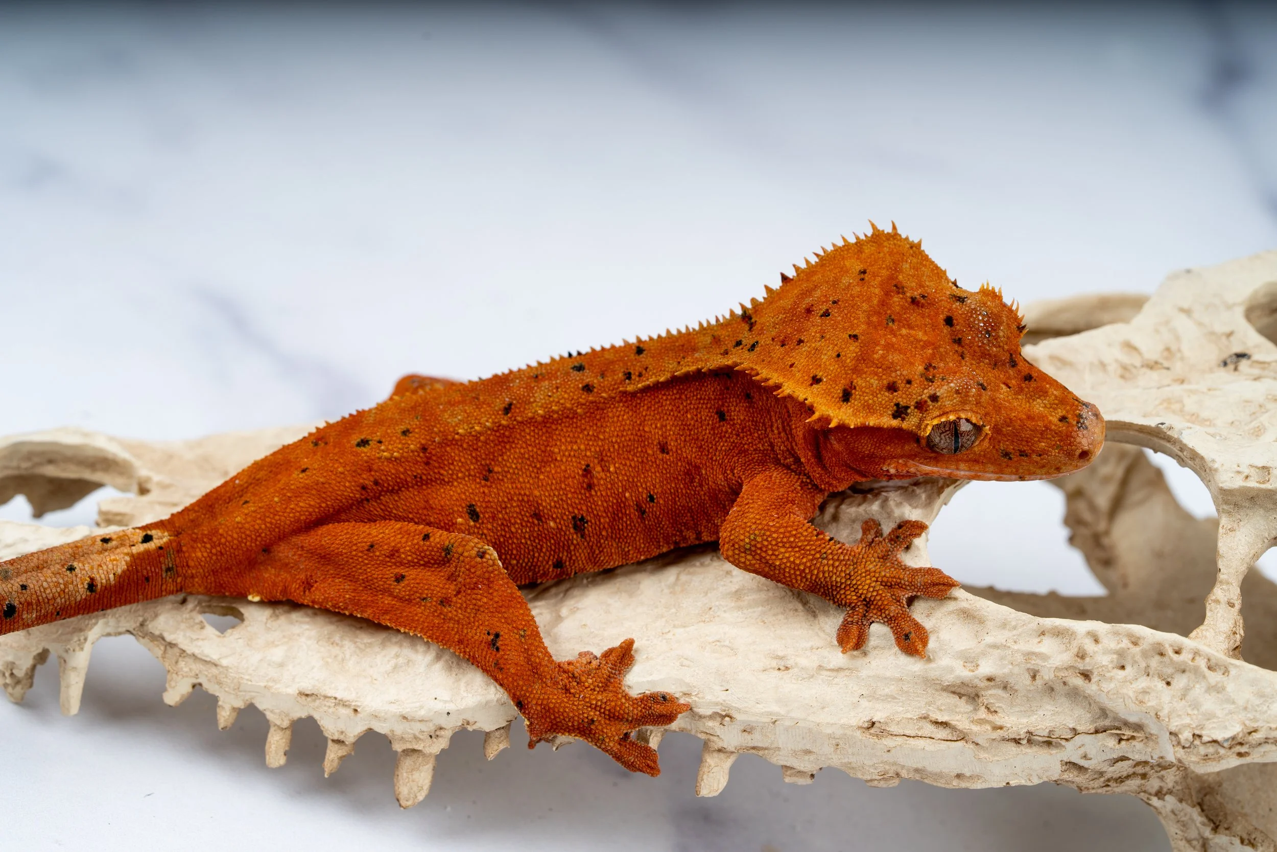 24-RS-XX-5-24   SOFTSCALE CONFETTI DALMAMTIAN  38G  $239