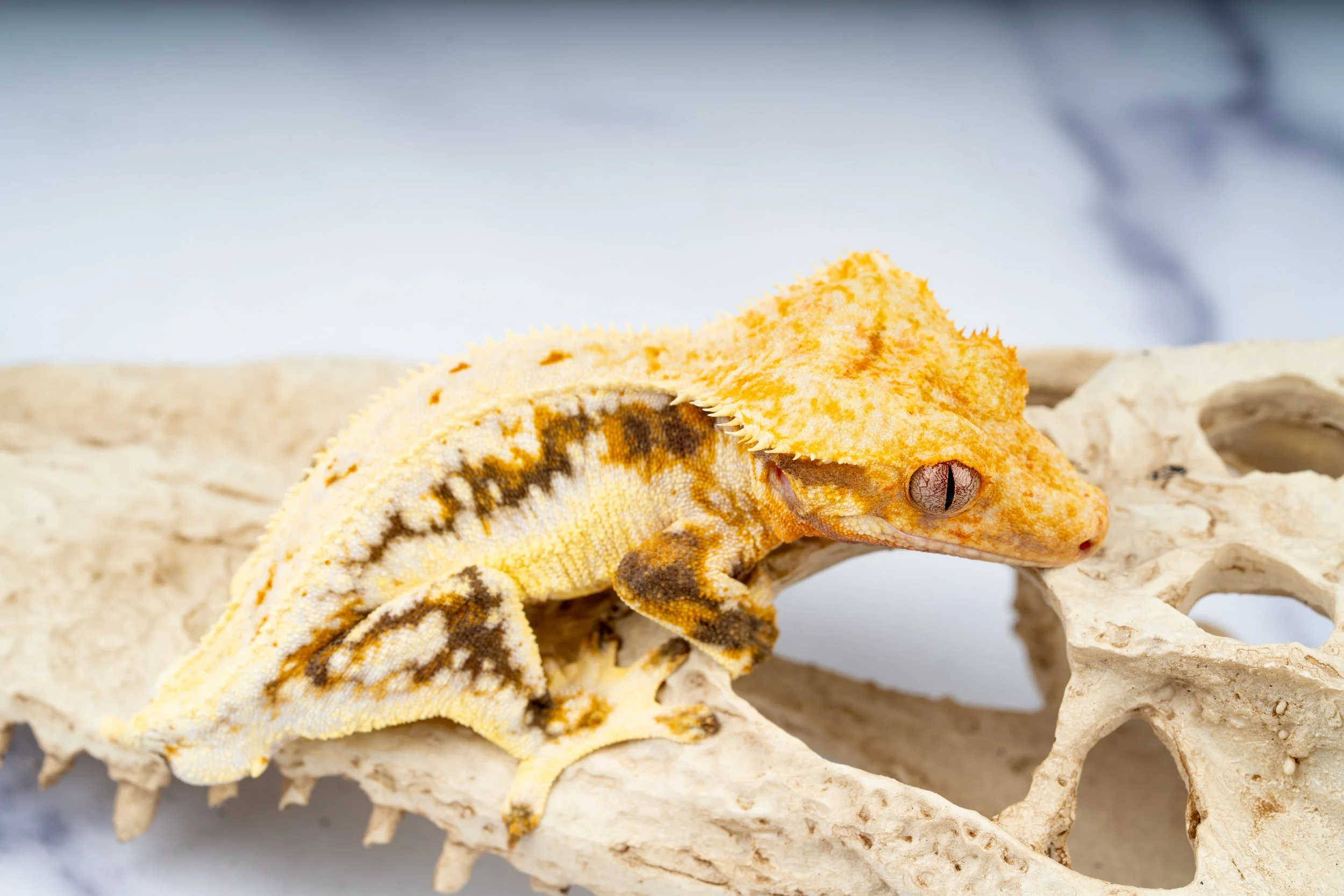 24-VC-LW-4-29  28G   LILLY WHITE  $499