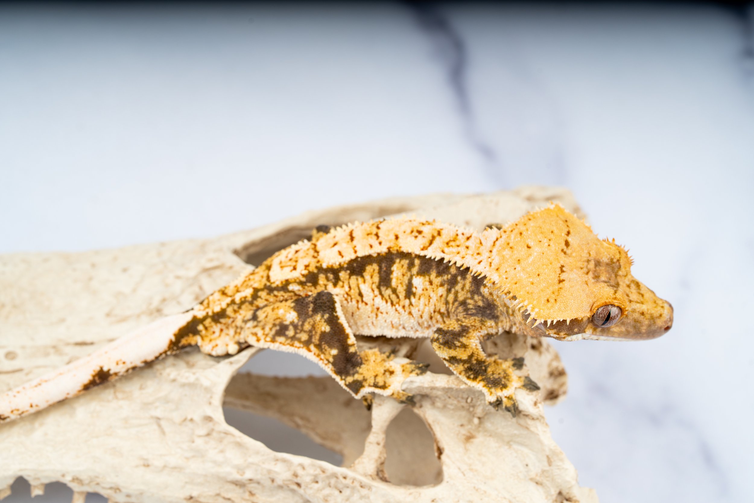 24-TR-EX-7-8   30G  EXTREME HARLEQUIN  $359