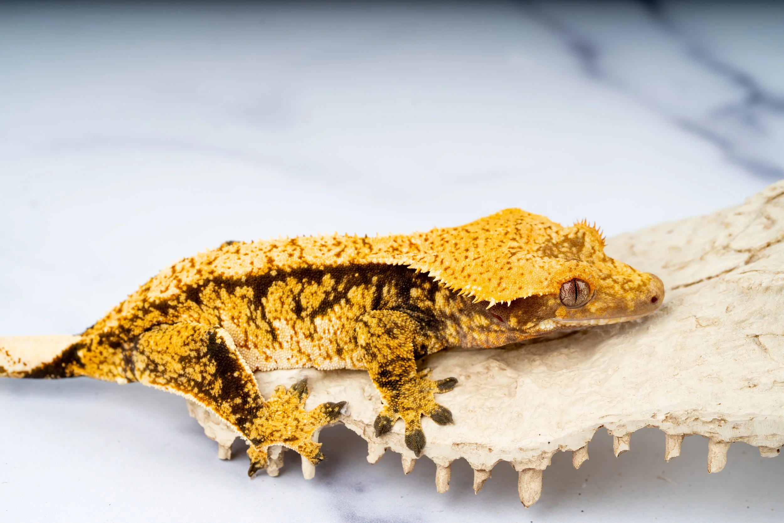 24-TH-EQ-4-10  TRICOLOR EXTREME HARLEQUIN  38G  $419